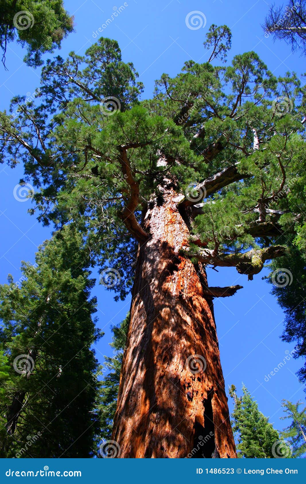 mariposa grove, yosemite national park