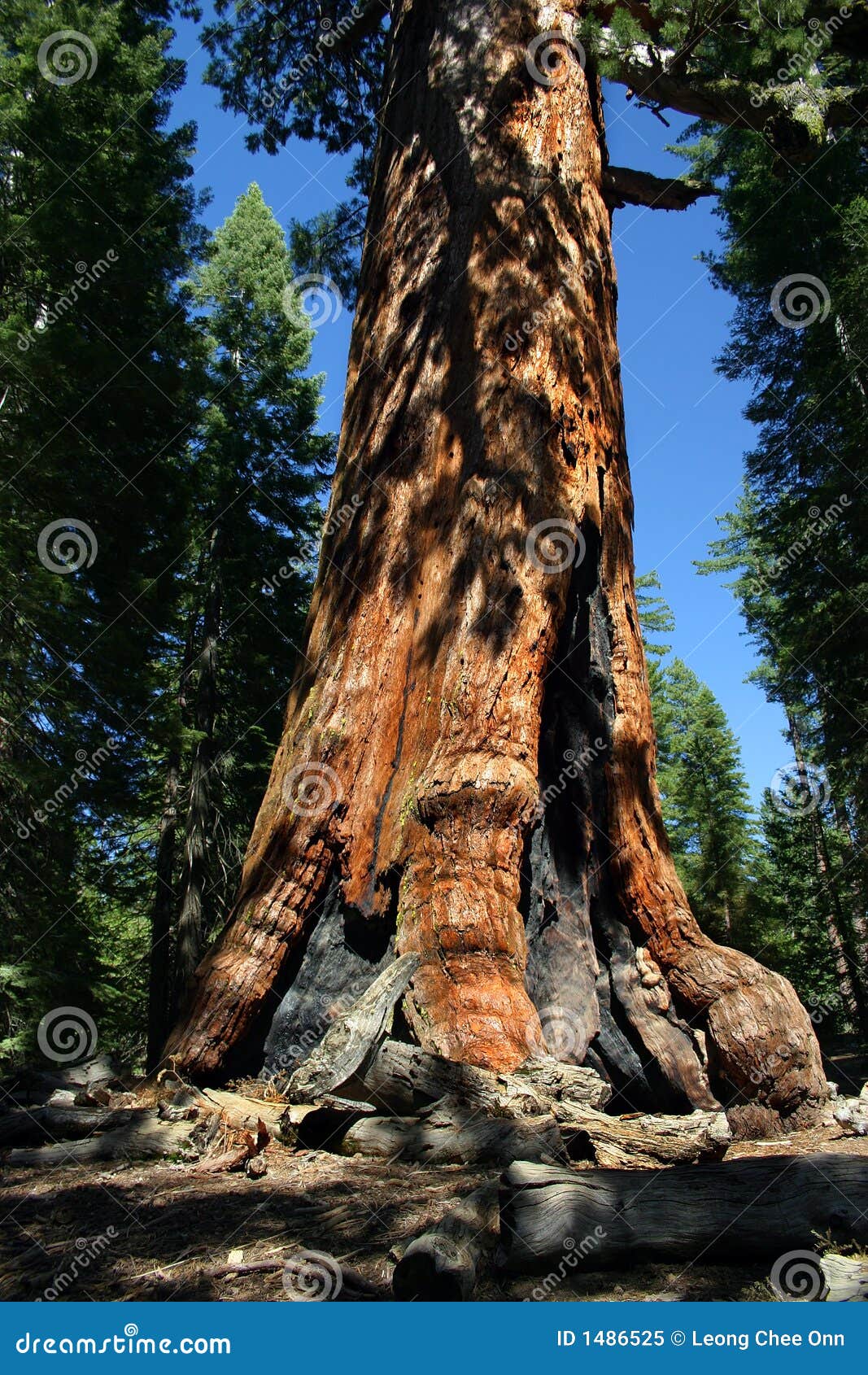 mariposa grove, yosemite national park