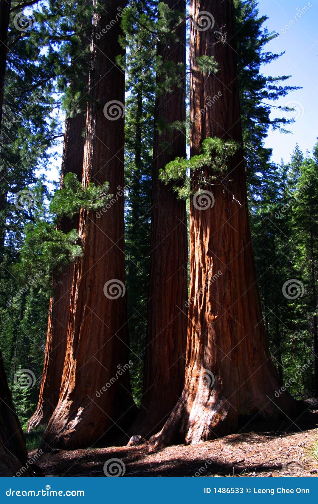 mariposa grove, yosemite national park