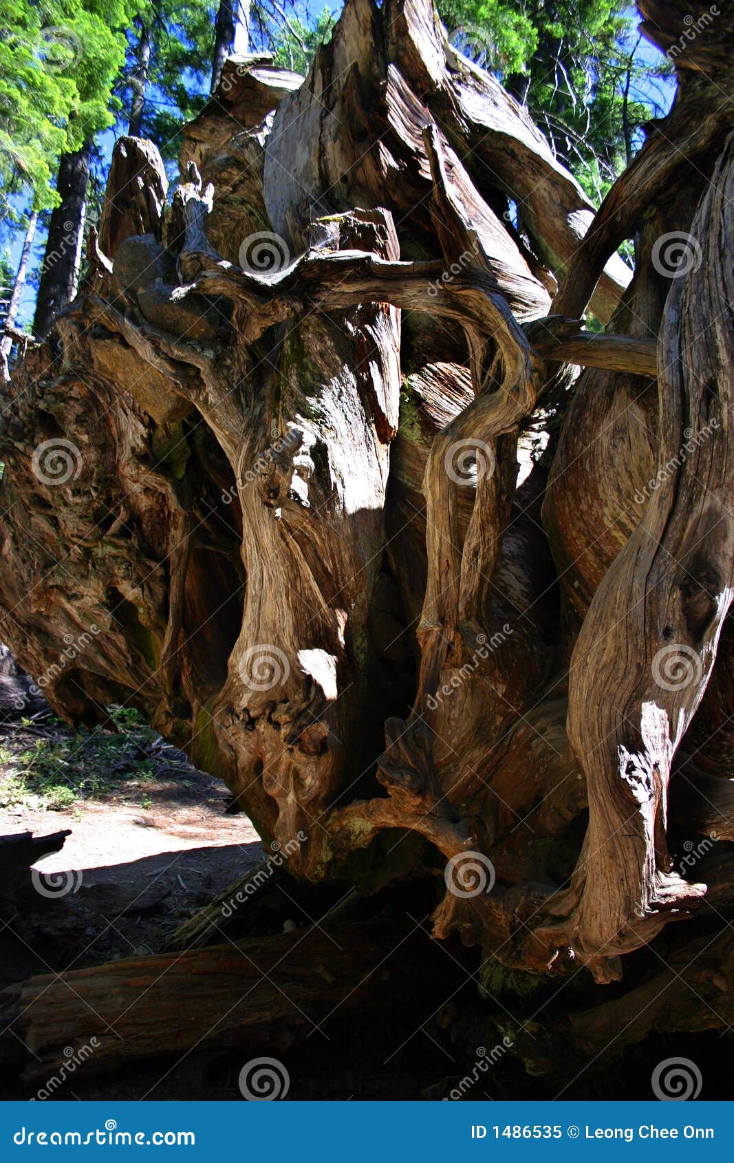 mariposa grove, yosemite national park