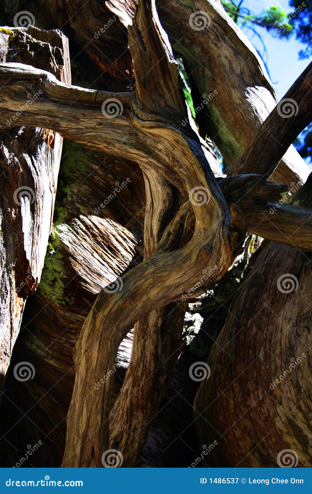 mariposa grove, yosemite national park