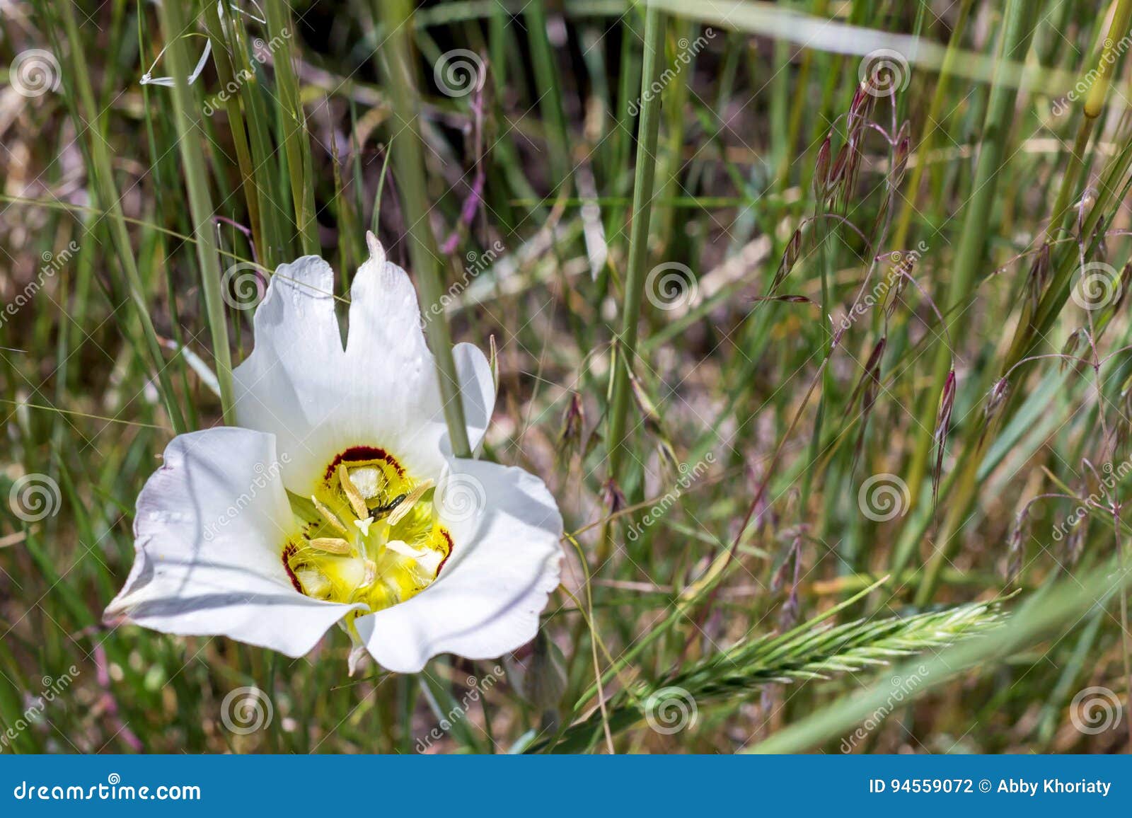 mariposa lily