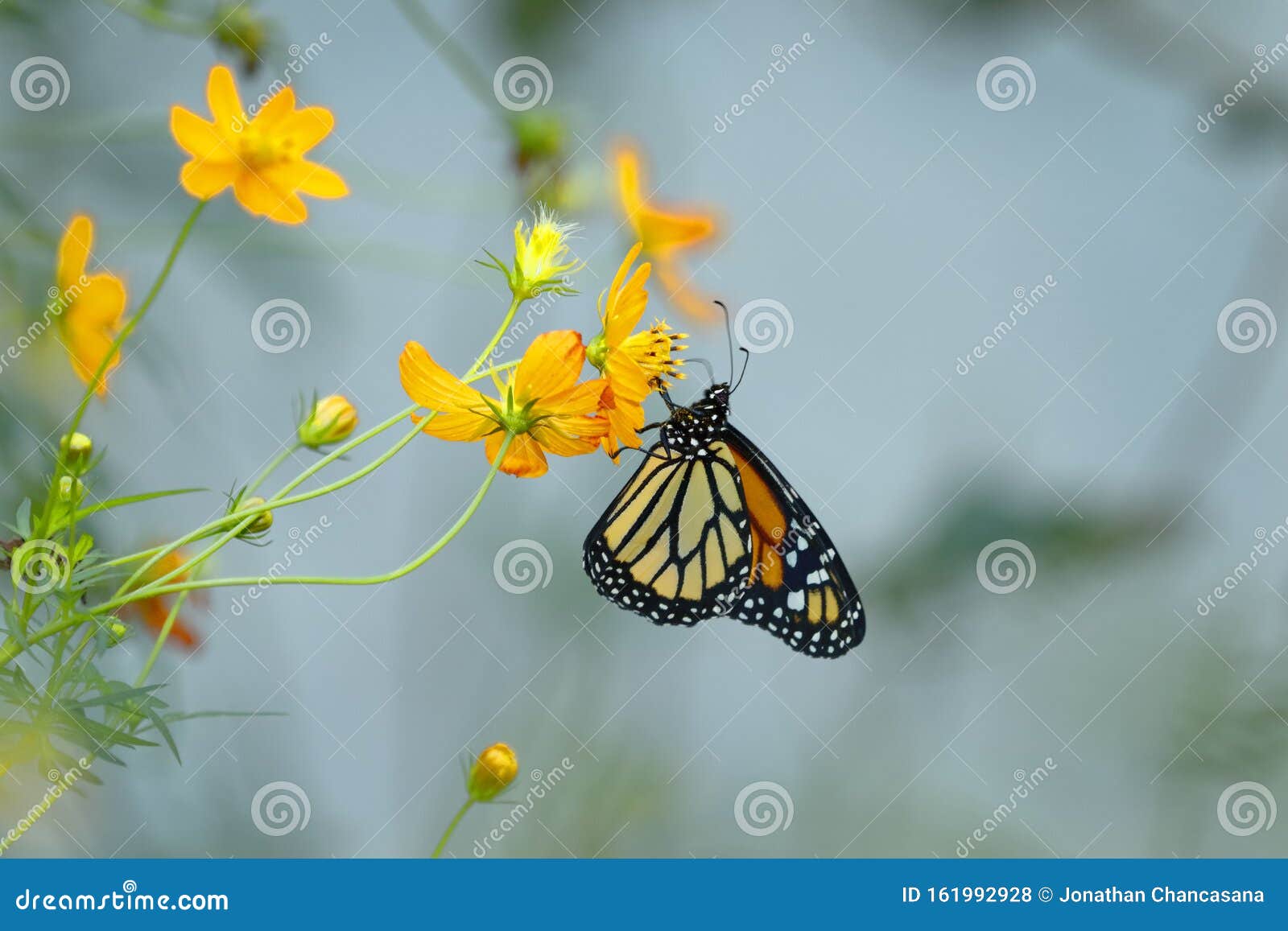 mariposa monarca del sur danaus erippus