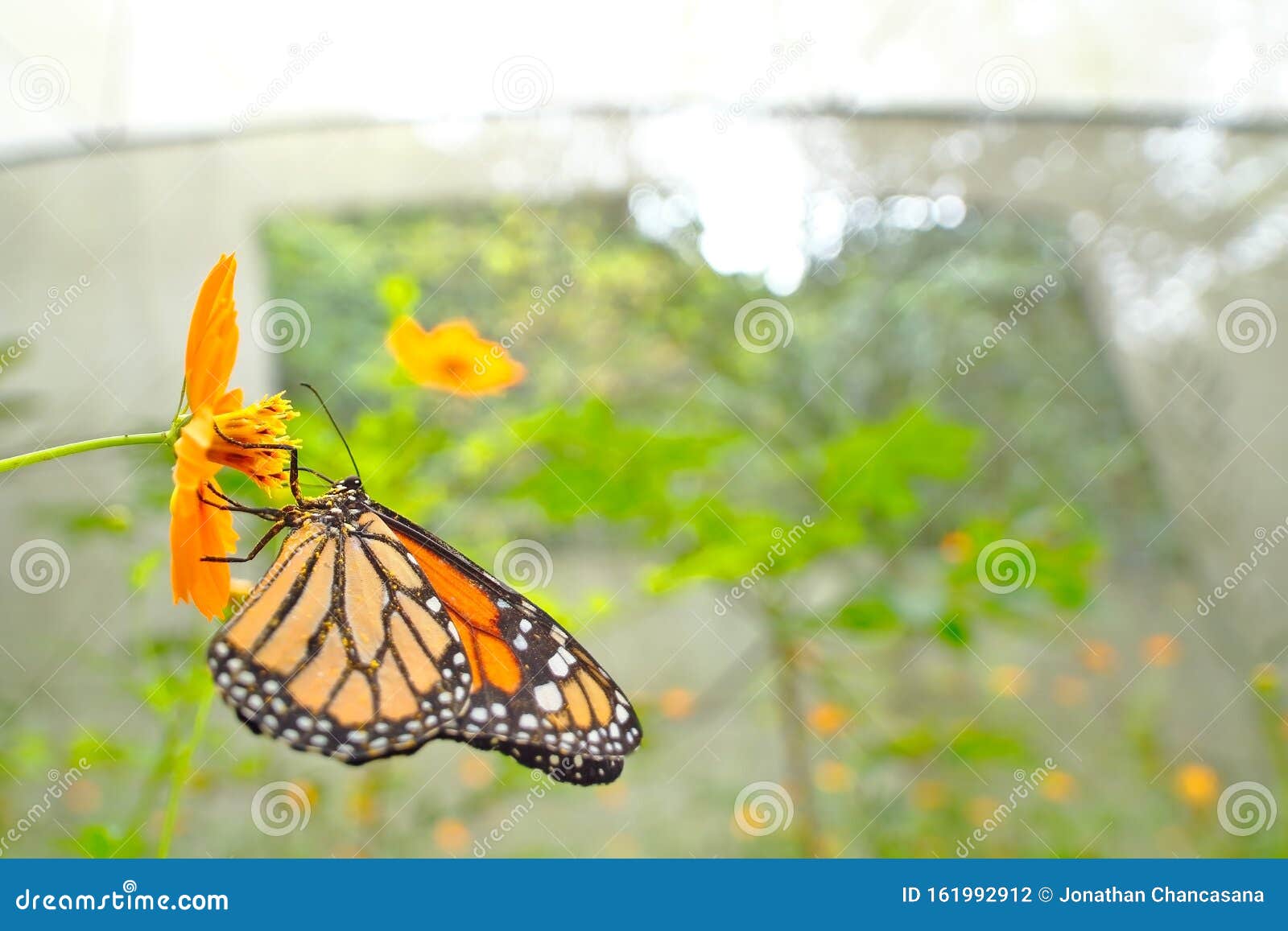 mariposa monarca del sur danaus erippus