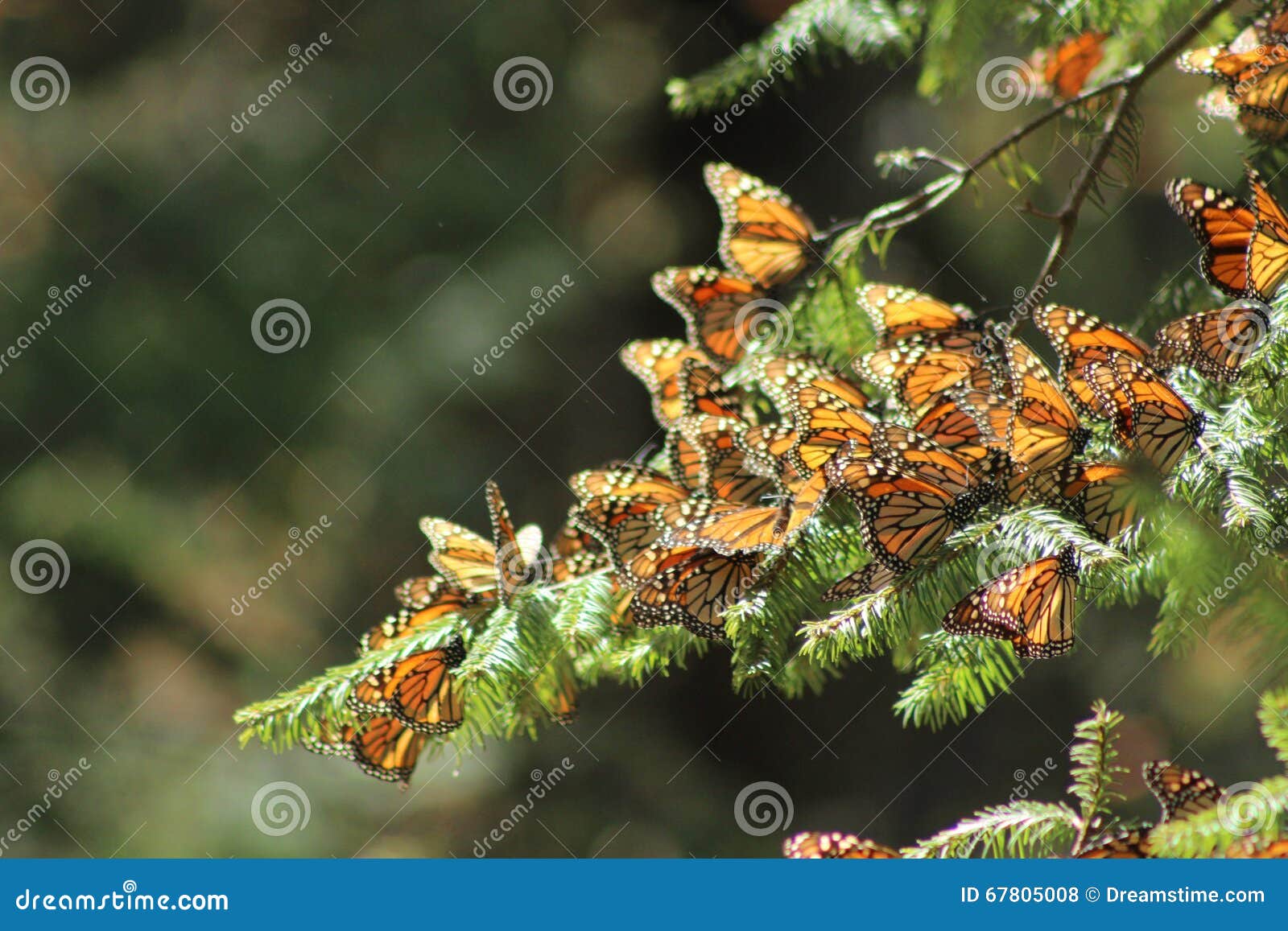 mariposa monarca /monarch butterfly