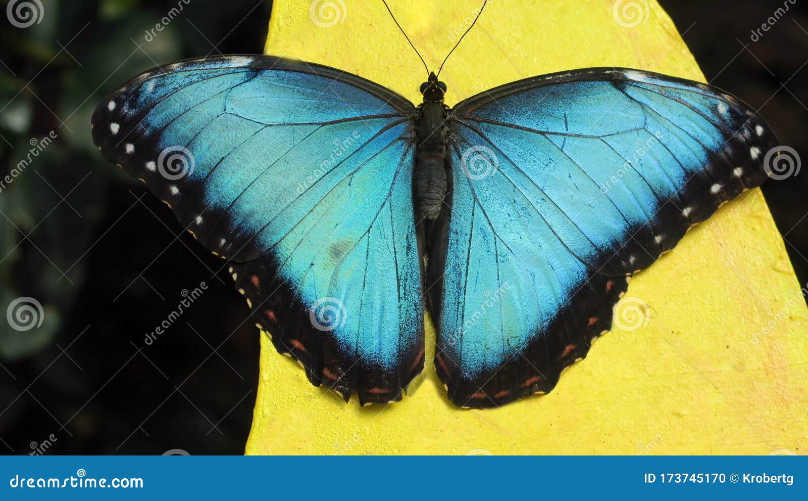 mariposa morpho azul, costa rica