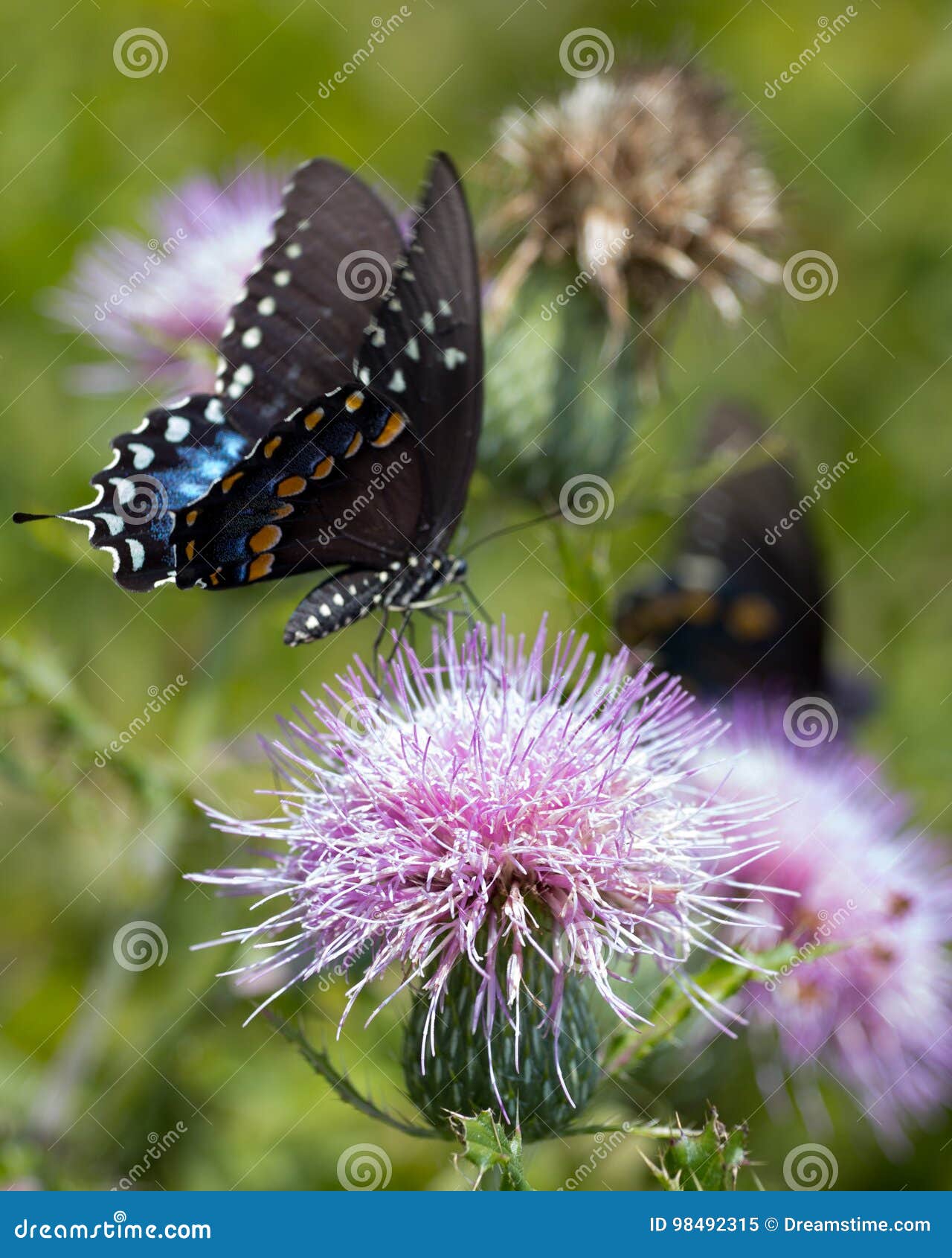 Mariposa Negra De Swallowtail En Una Flor Del Cardo Imagen De Archivo