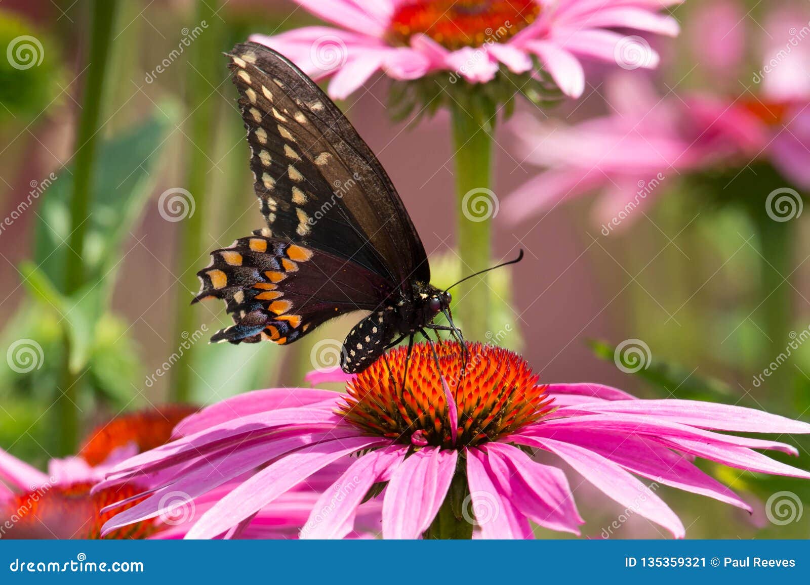 Mariposa Negra De Swallowtail Polyxenes De Papilio Imagen de archivo