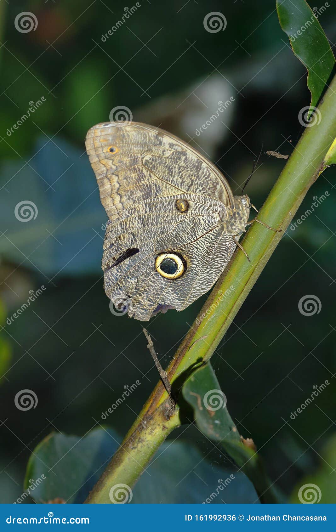 mariposa ojo de buho cÃÂ¡ligo eurilochus