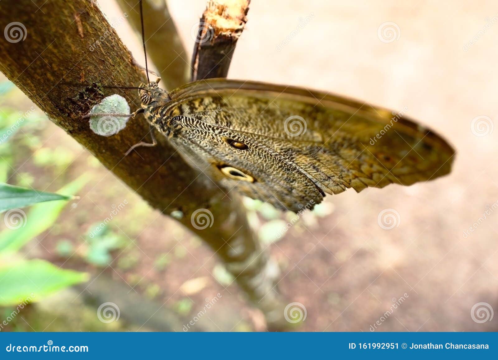 mariposa ojo de bÃÂºho caligo eurilochus