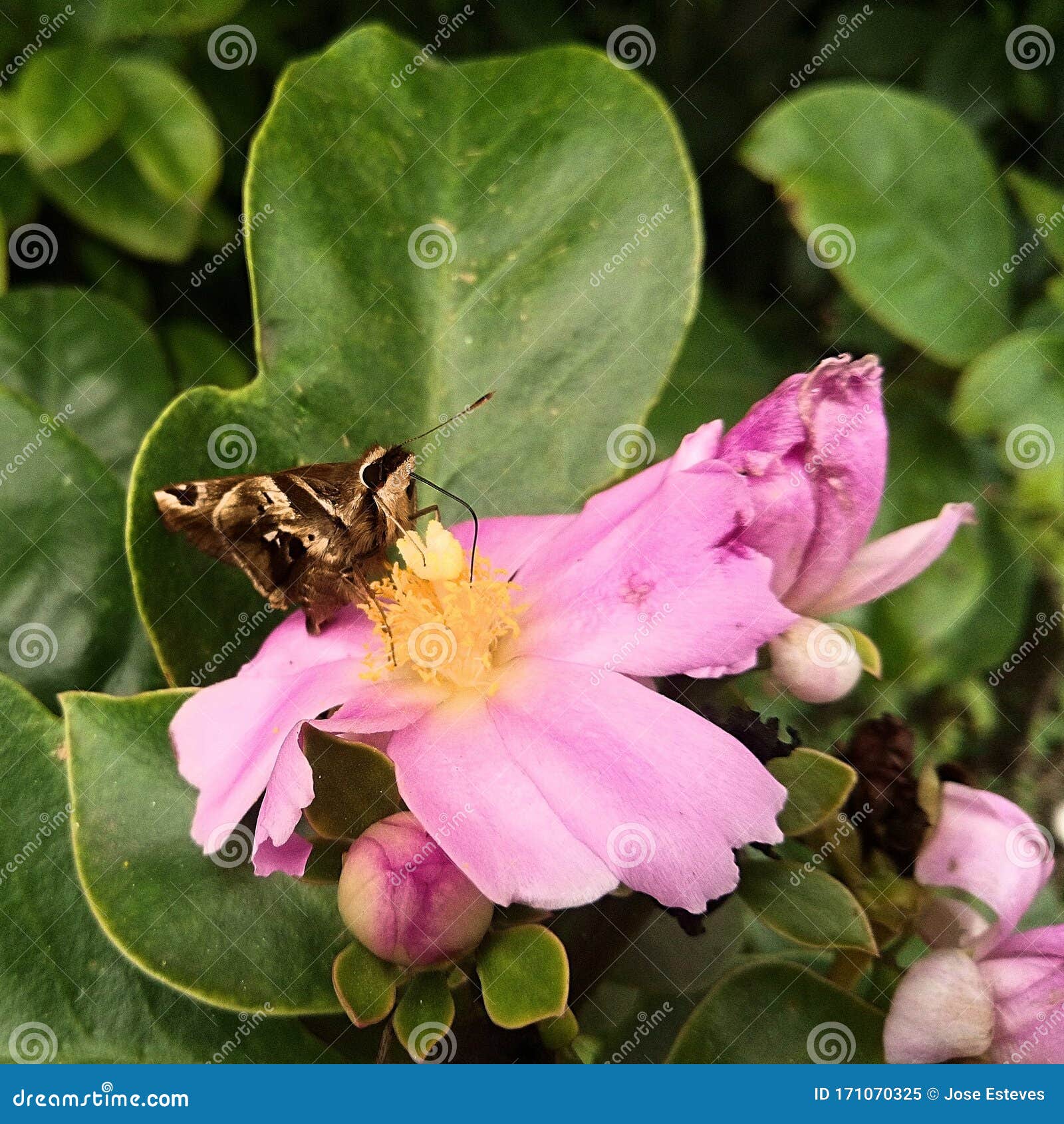 My Image 28