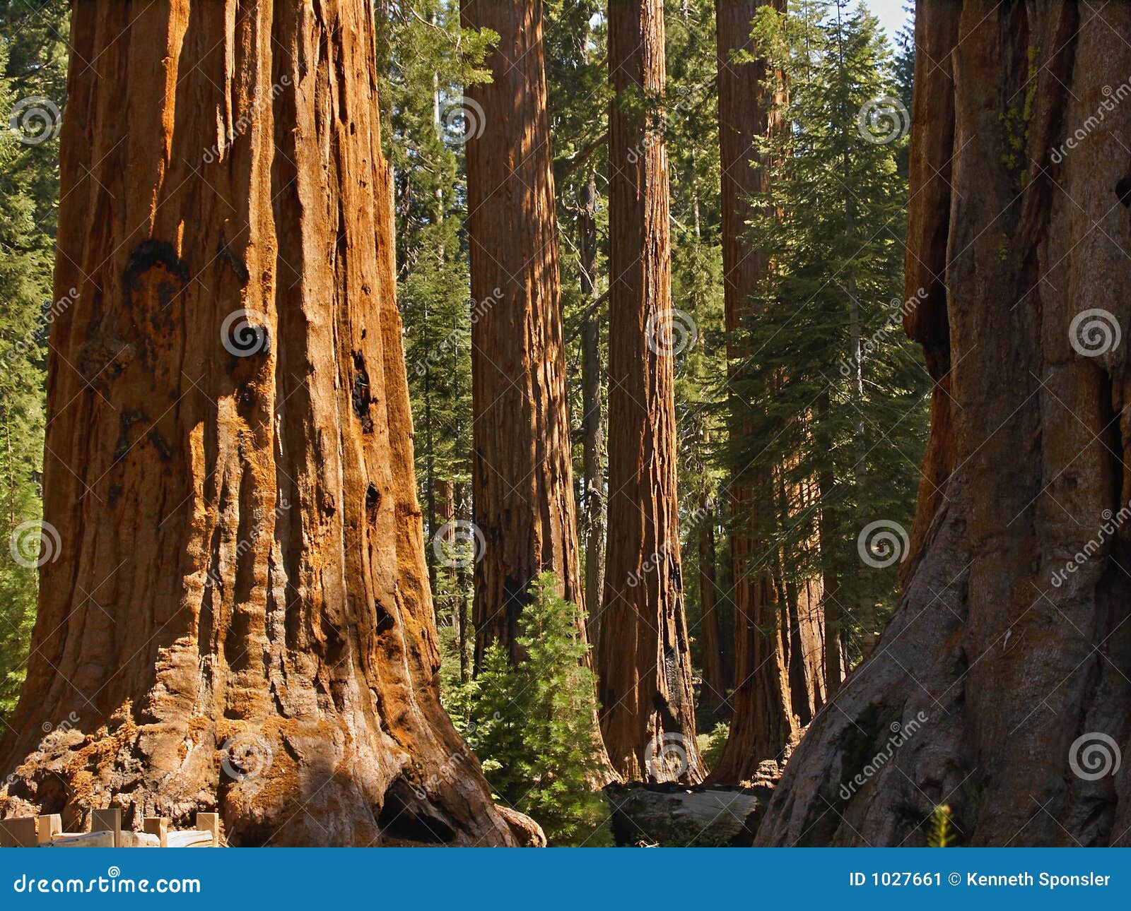 mariposa sequoias