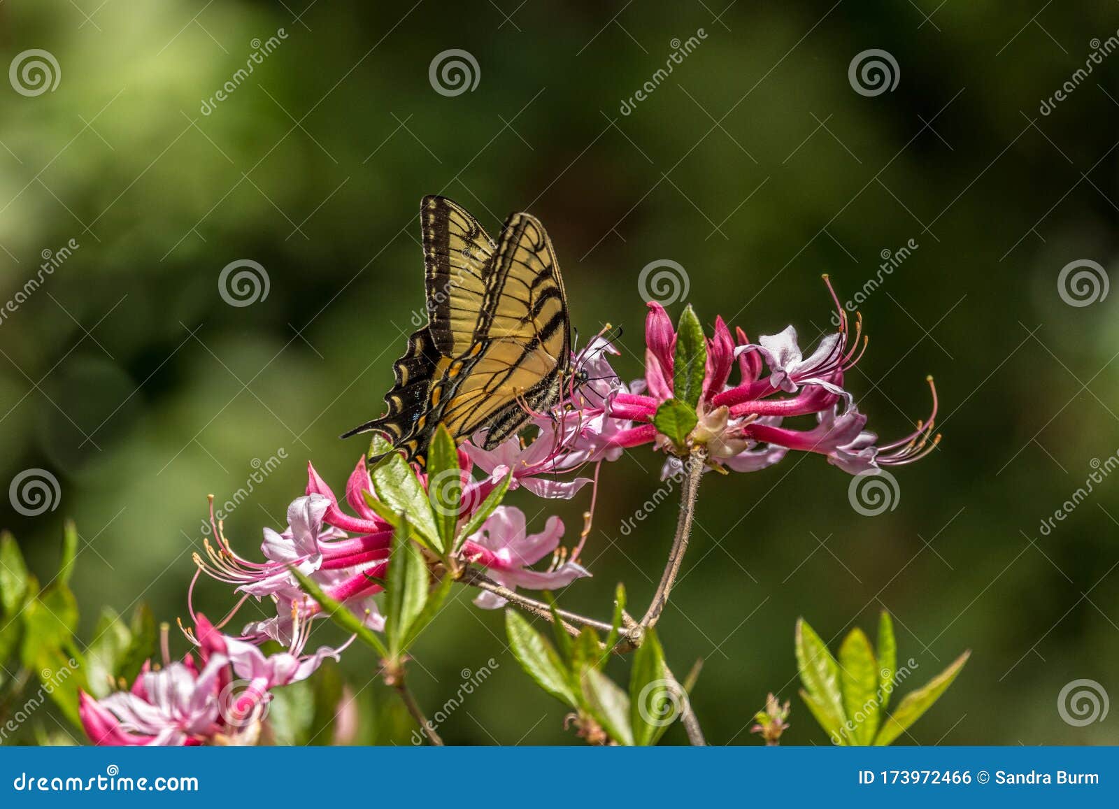 Mariposa Swallowtail En Flores De Azalea Foto de archivo - Imagen de  flores, vuelo: 173972466