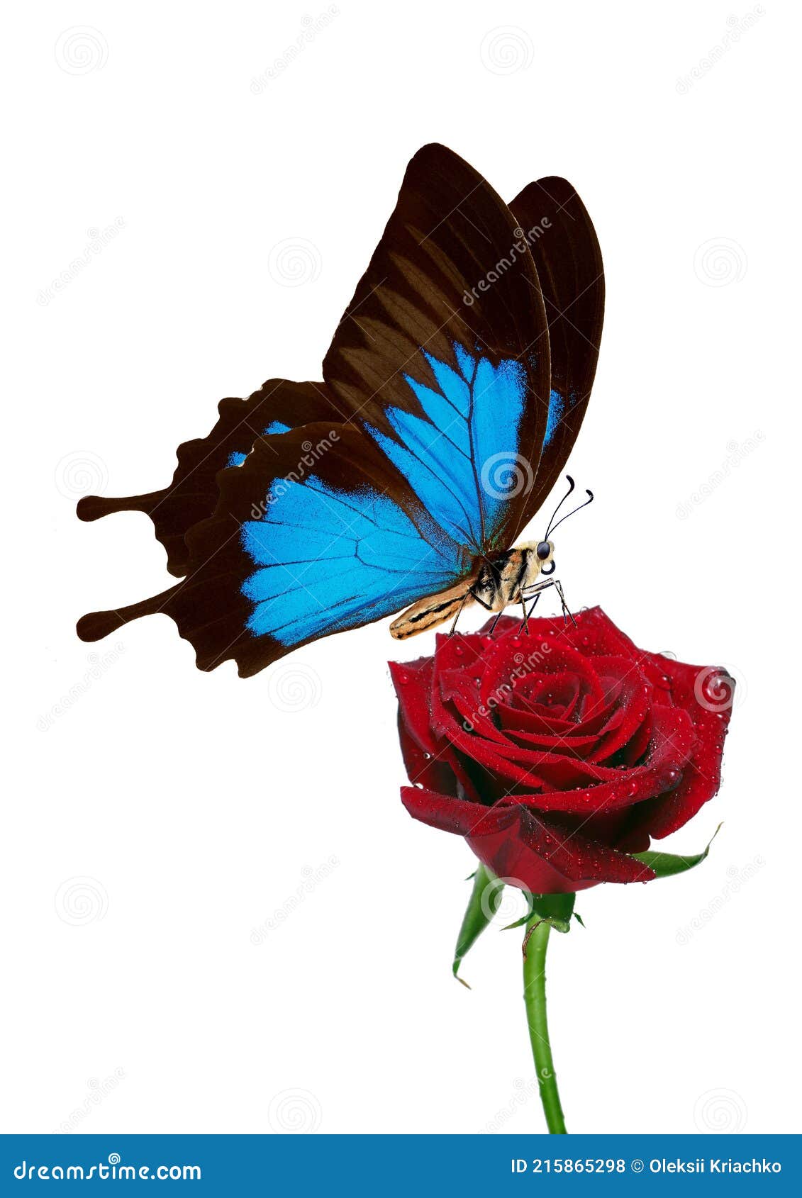 Mariposa Tropical Brillante En Rosa Rojo Flor En Gotas De Agua Aisladas En Blanco. Mariposa Ulises. Foto de archivo - Imagen de espacio, azul: 215865298 Mariposa Tropical Brillante En Rosa Rojo Flor En Gotas De Agua Aisladas En Blanco. Mariposa Ulises. Foto de archivo - Imagen de espacio, azul: 215865298
