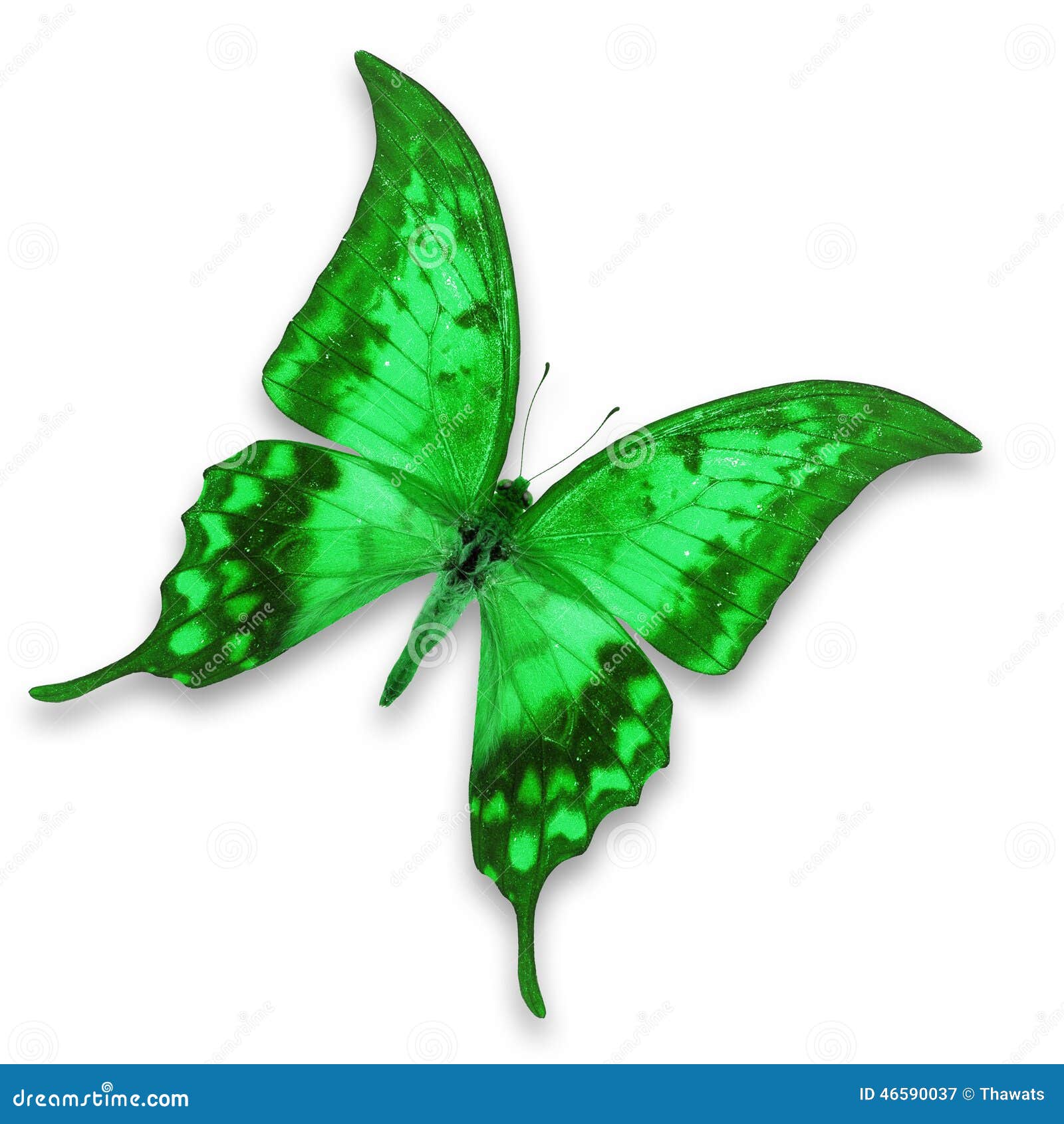 Mariposa verde imagen de archivo. Imagen de insecto, hermoso - 46590037, image size:1600x1690