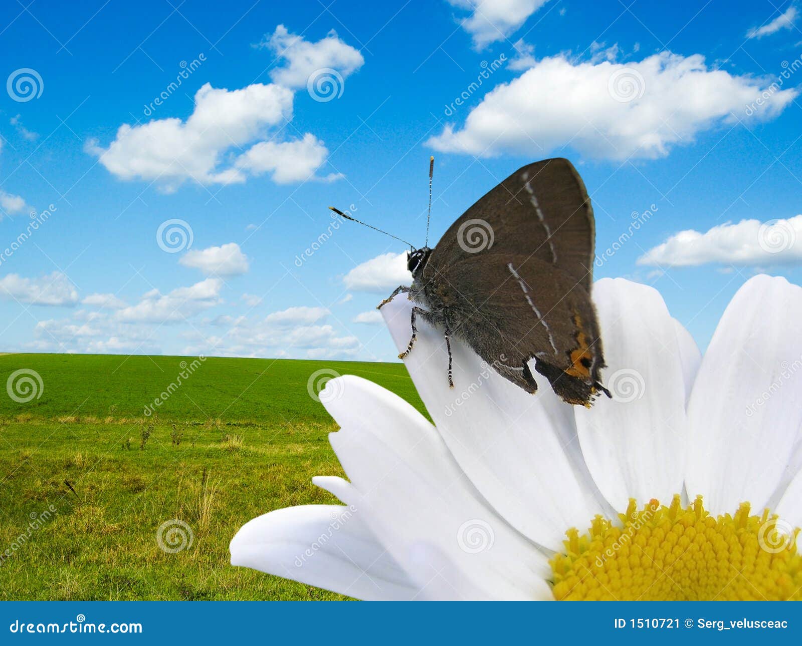 Mariposa y flor imagen de archivo. Imagen de mariposa 1510721