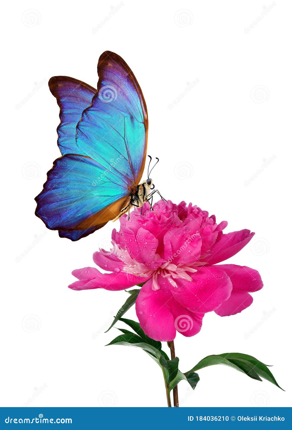 Mariposas Morfo Azul Brillante Sobre Una Flor De Peonía Rosa Aislada En Un Blanco. Mariposas En Flores Foto de archivo - Imagen de rosa, aislado: 184036210 Mariposas Morfo Azul Brillante Sobre Una Flor De Peonía Rosa Aislada En Un Blanco. Mariposas En Flores Foto de archivo - Imagen de rosa, aislado: 184036210