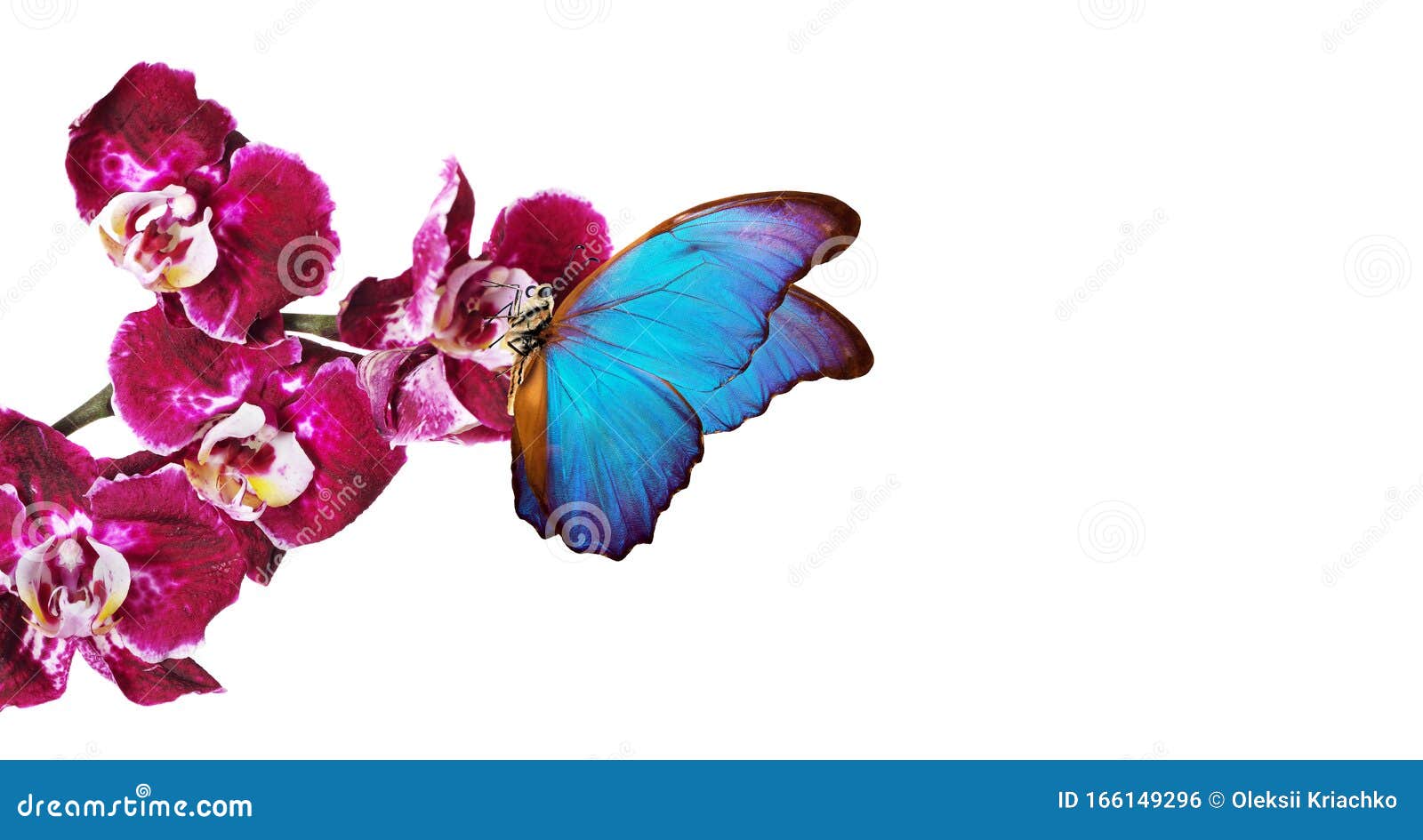 Mariposas Voladoras Coloridas Naturaleza Tropical Mariposas Morfo  Tropicales De Color Azul Brillante Sobre Flores De Orquídeas Co Foto de  archivo - Imagen de pétalos, verano: 166149296