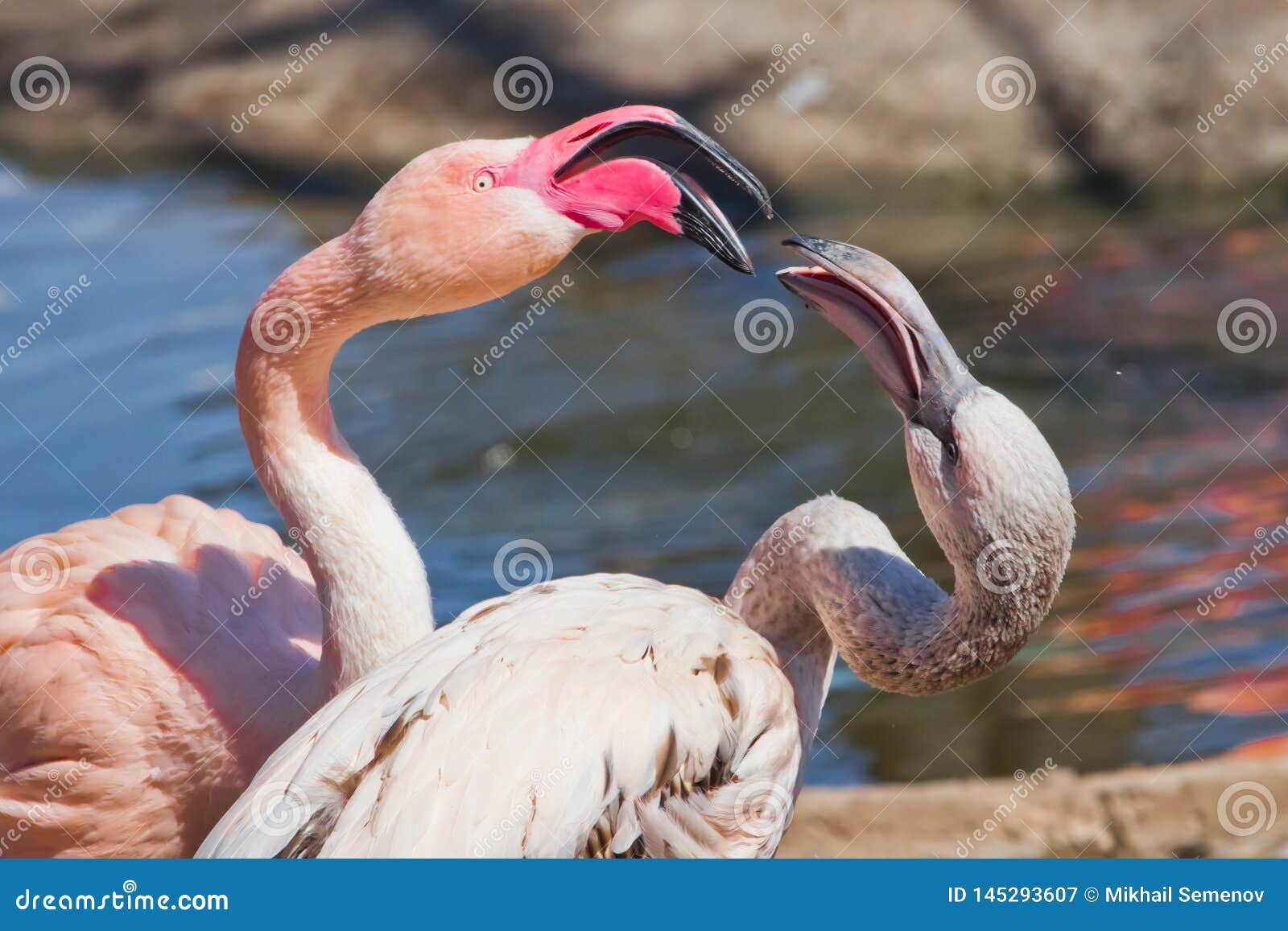 Marital Games Or Fight Of White And Pink Glamorous Flamingos Long Necks Stock Image Image Of