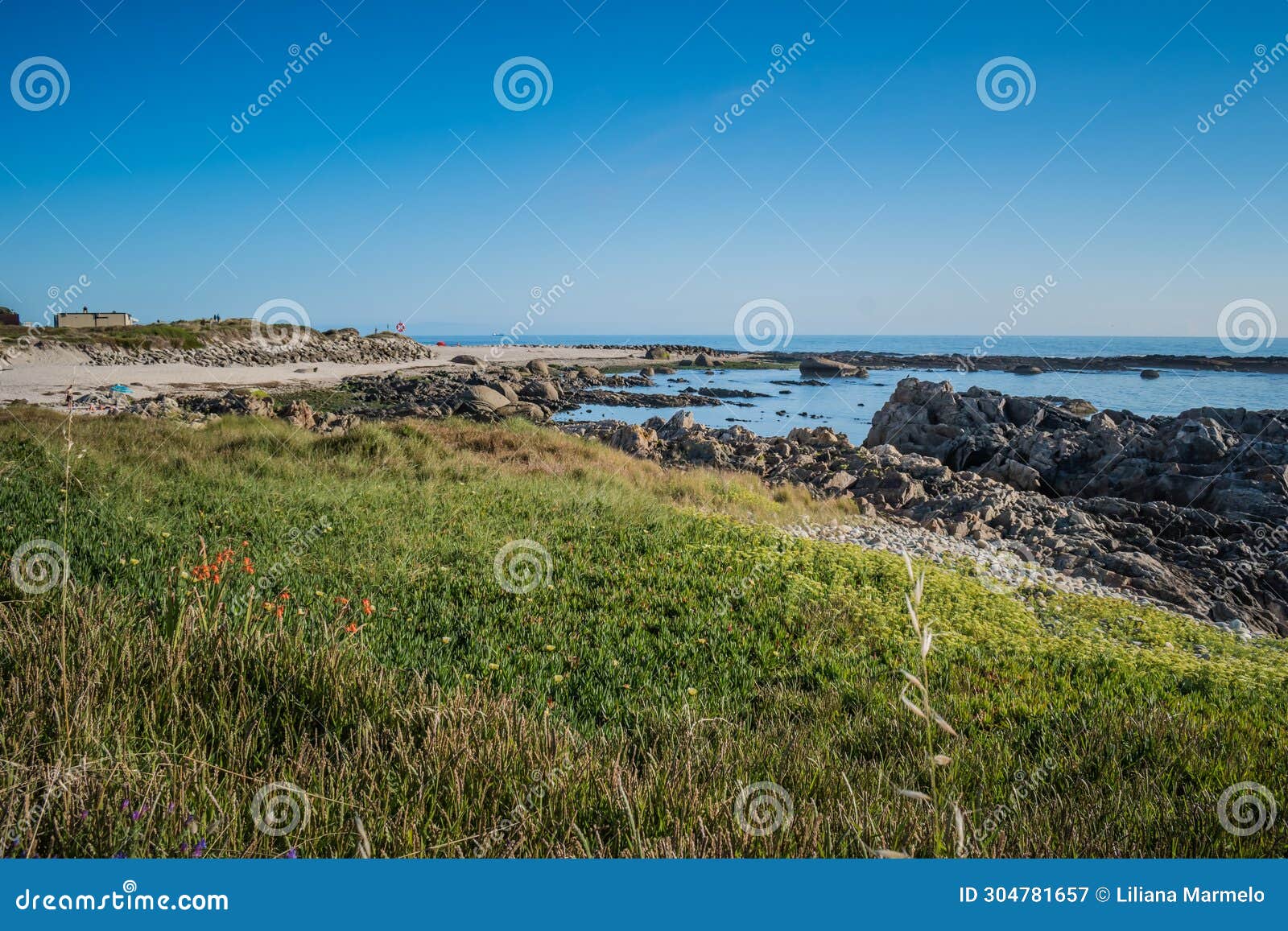 maritime vegetation, sand and rocks on carreÃ§o beach, viana do castelo portugal