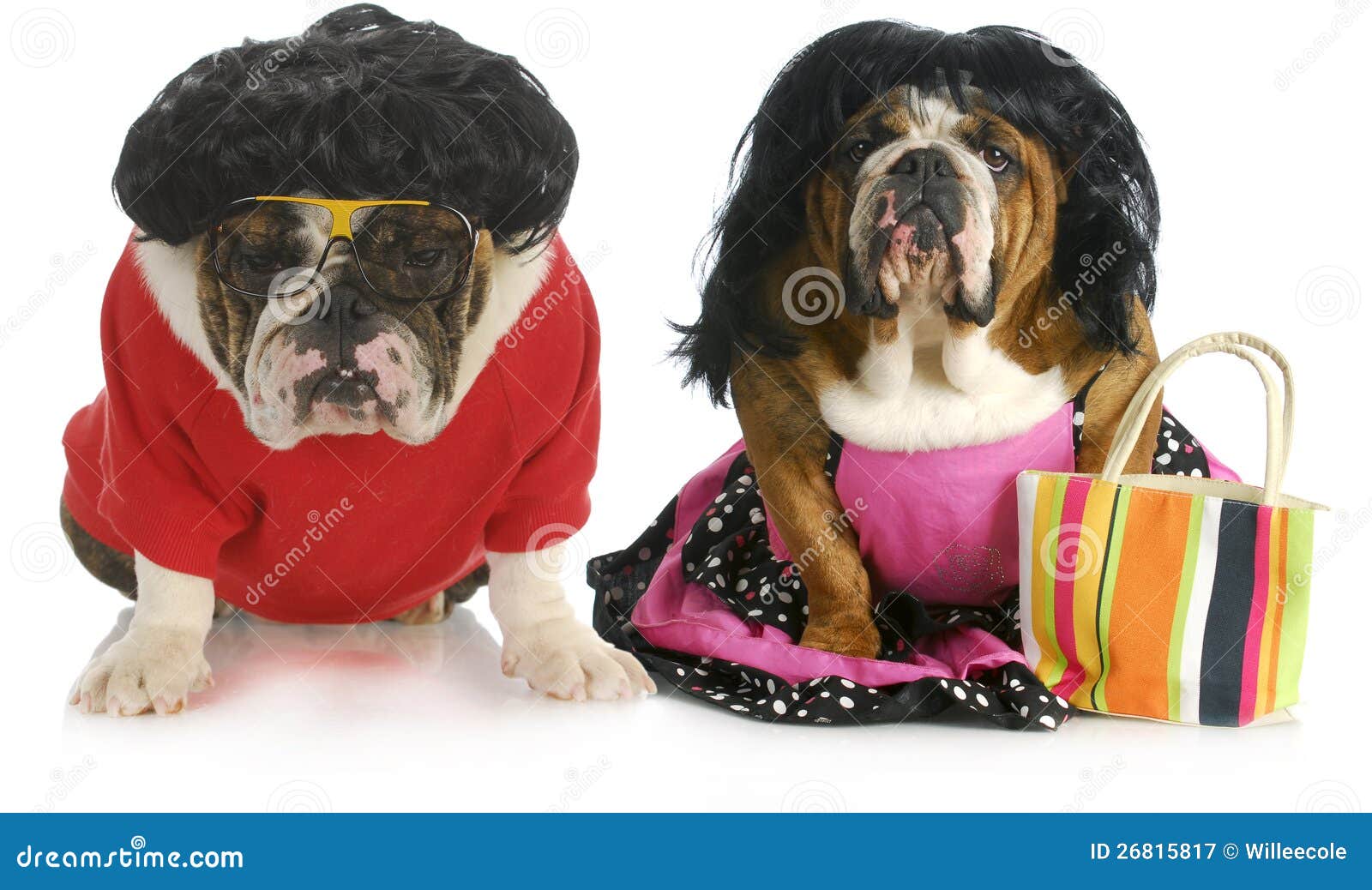 Marito E Moglie Del Cane Immagine Stock Immagine Di Bulldog