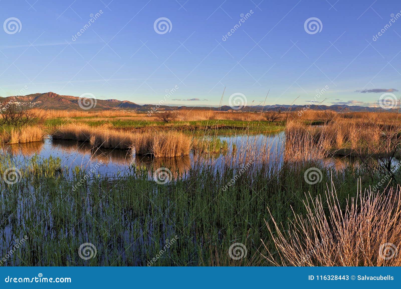 natural landscape of a small wetland