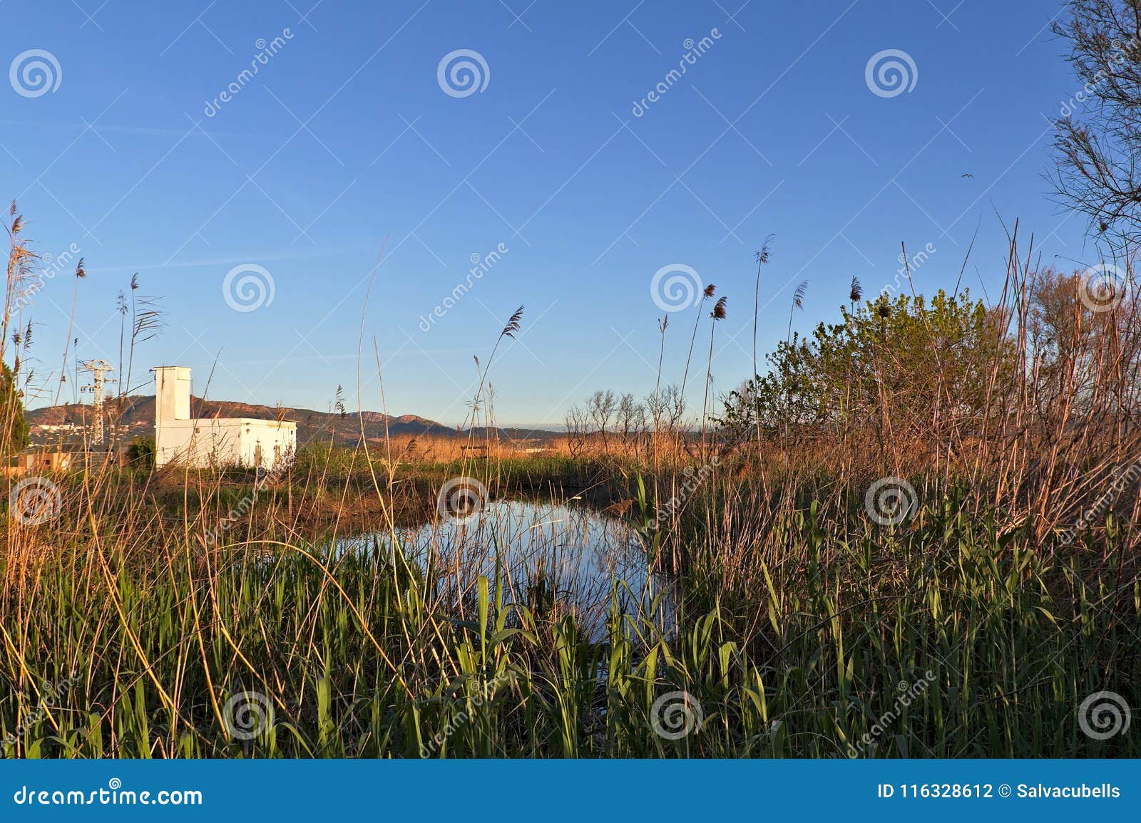 natural landscape of a small wetland