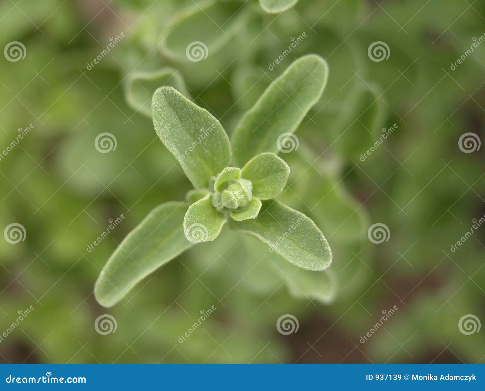 Marjoram stock image. Image of smells, leaves, chef, healthy 937139