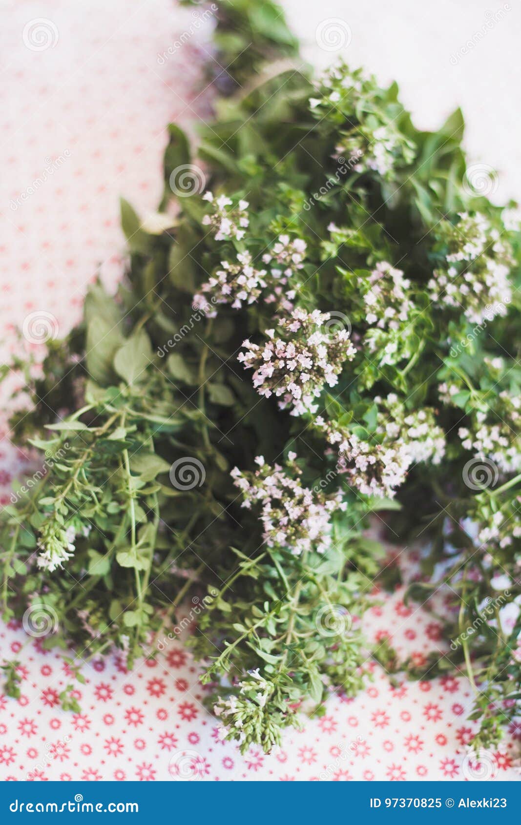 Marjoram stock image. Image of green, summer, garden 97370825
