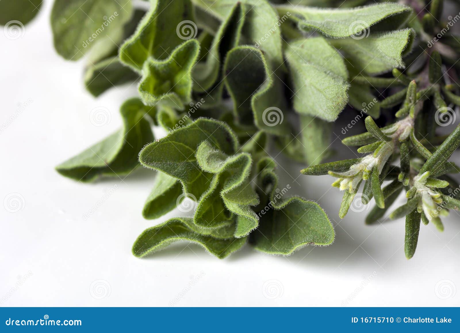 Marjoram and Rosemary stock photo. Image of marjoram 16715710