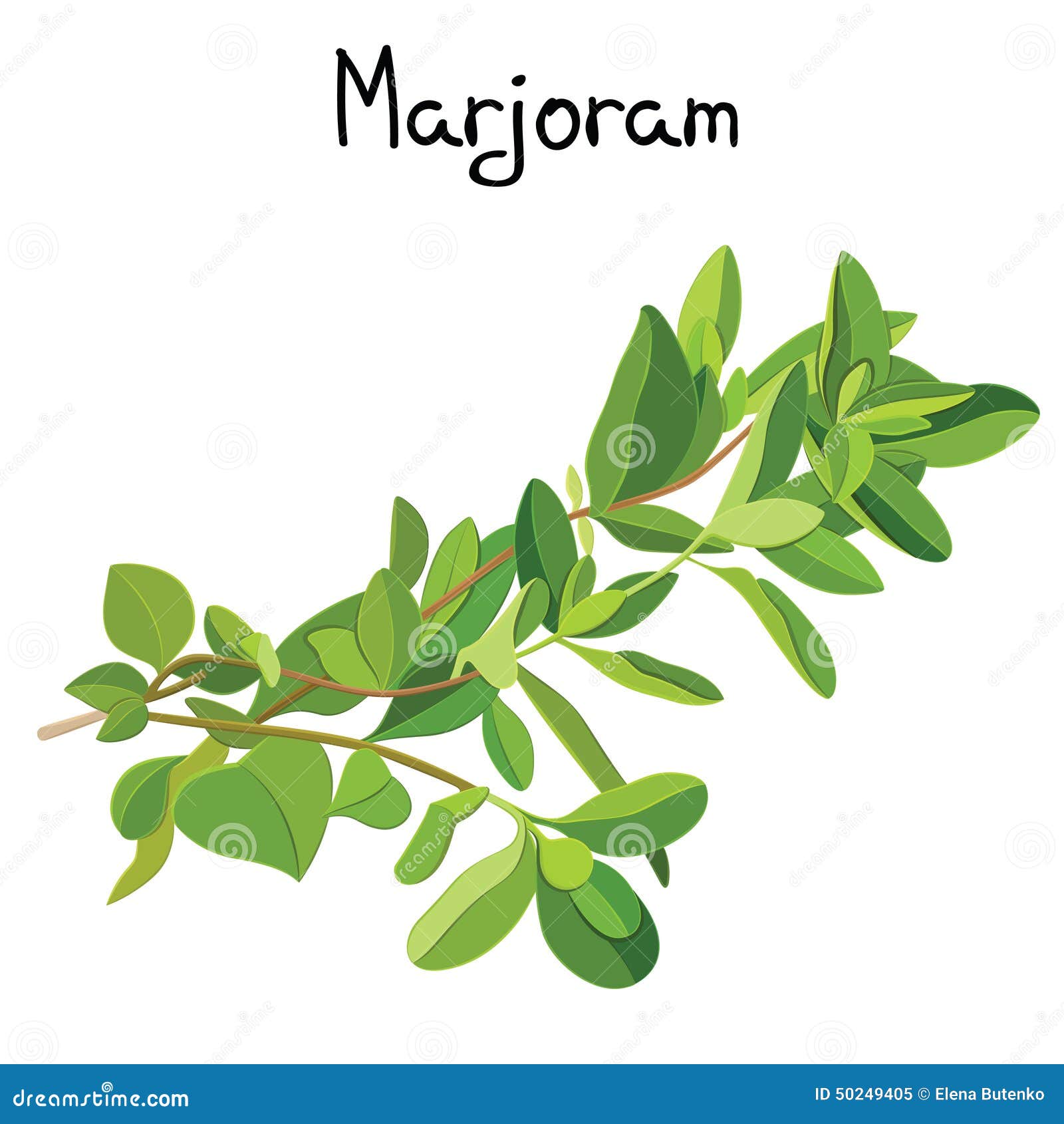 Marjoram Cartoons, Illustrations & Vector Stock Images 2152 Pictures