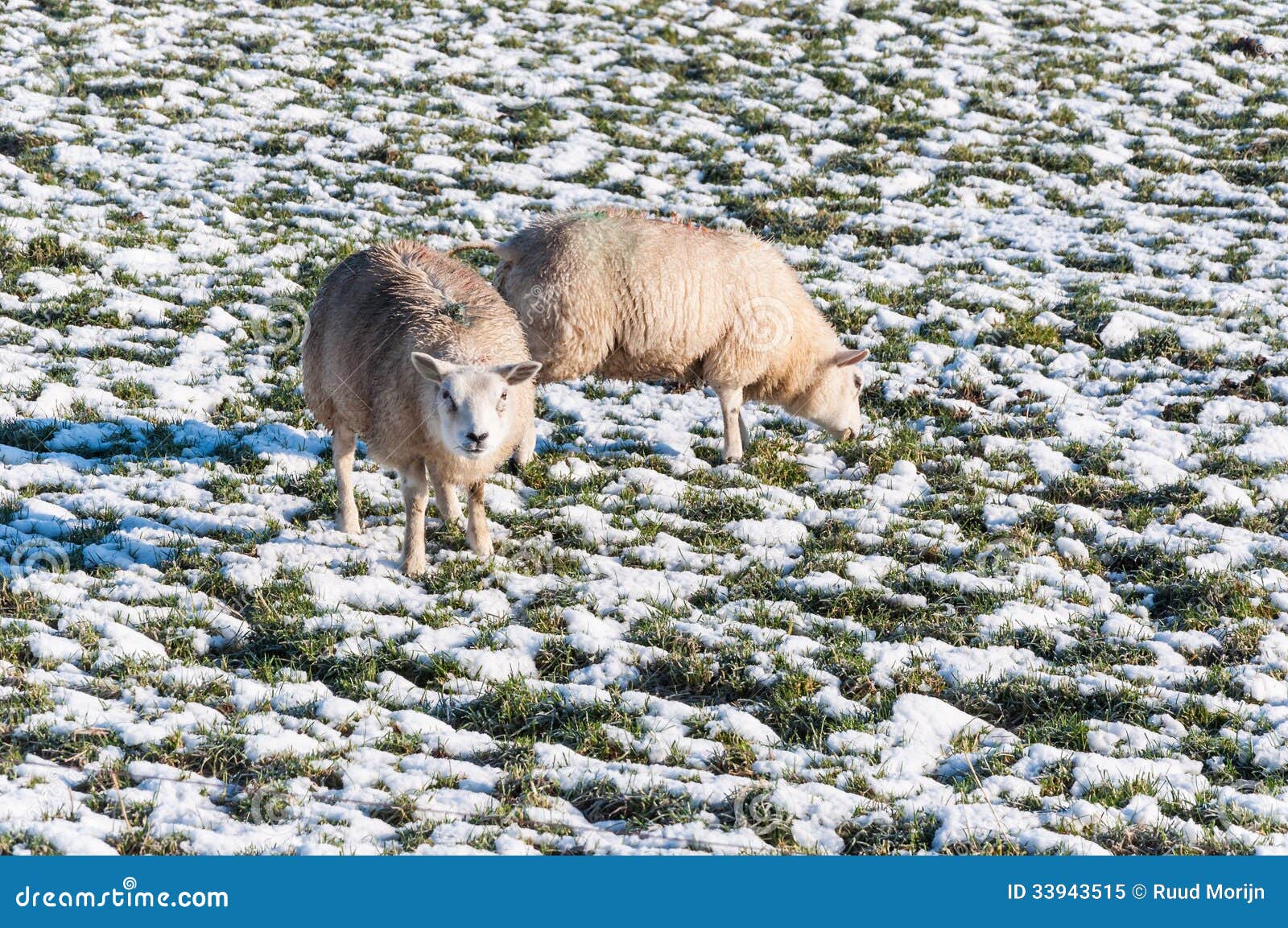 Marked Sheep Grazing In A Snowy Grassland Stock Image Image Of Cute