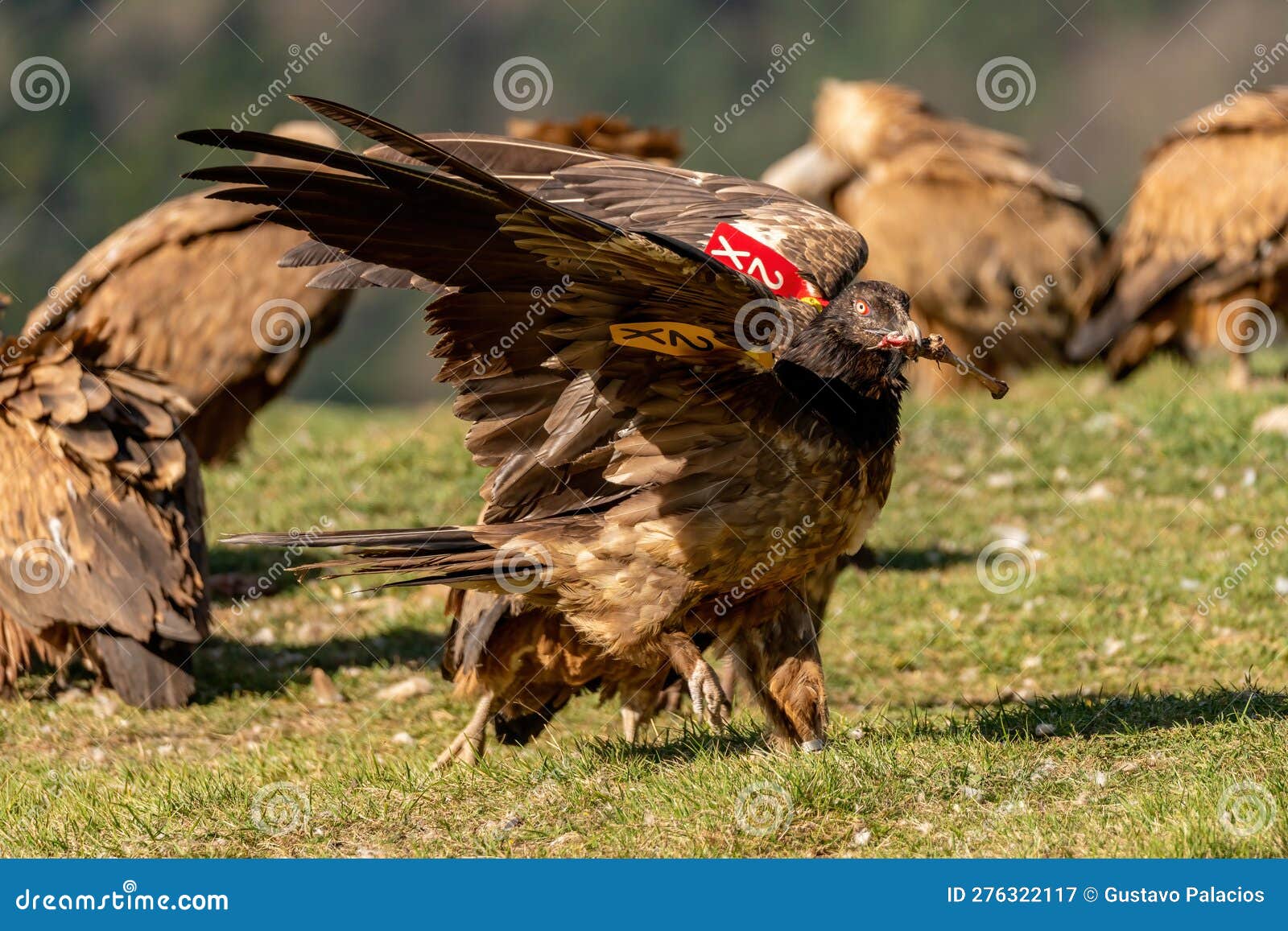 Marked Young Bearded Vulture Stock Image Image of adult, flower