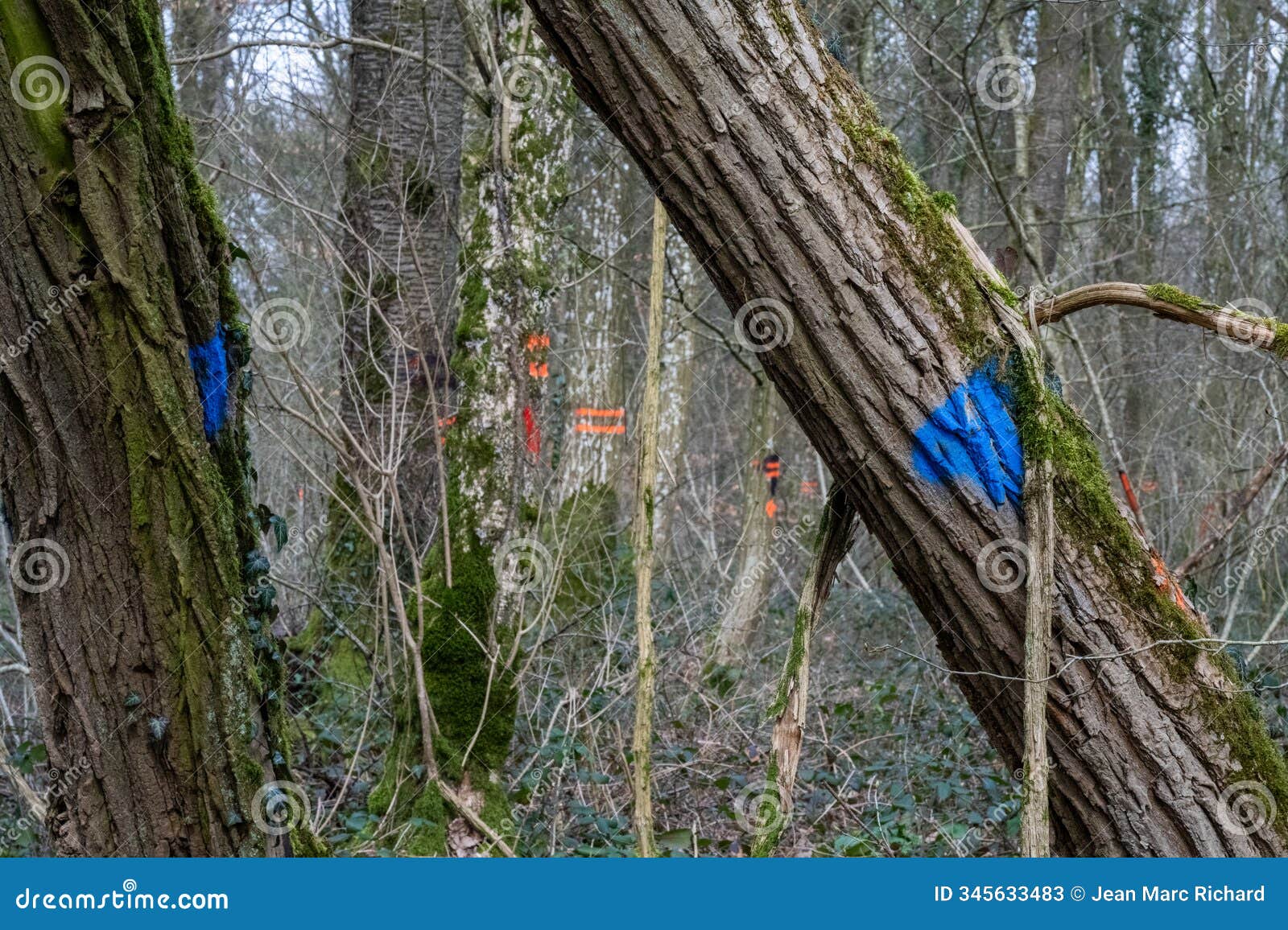 marking of trees to be cut in the forest by the national forestry office