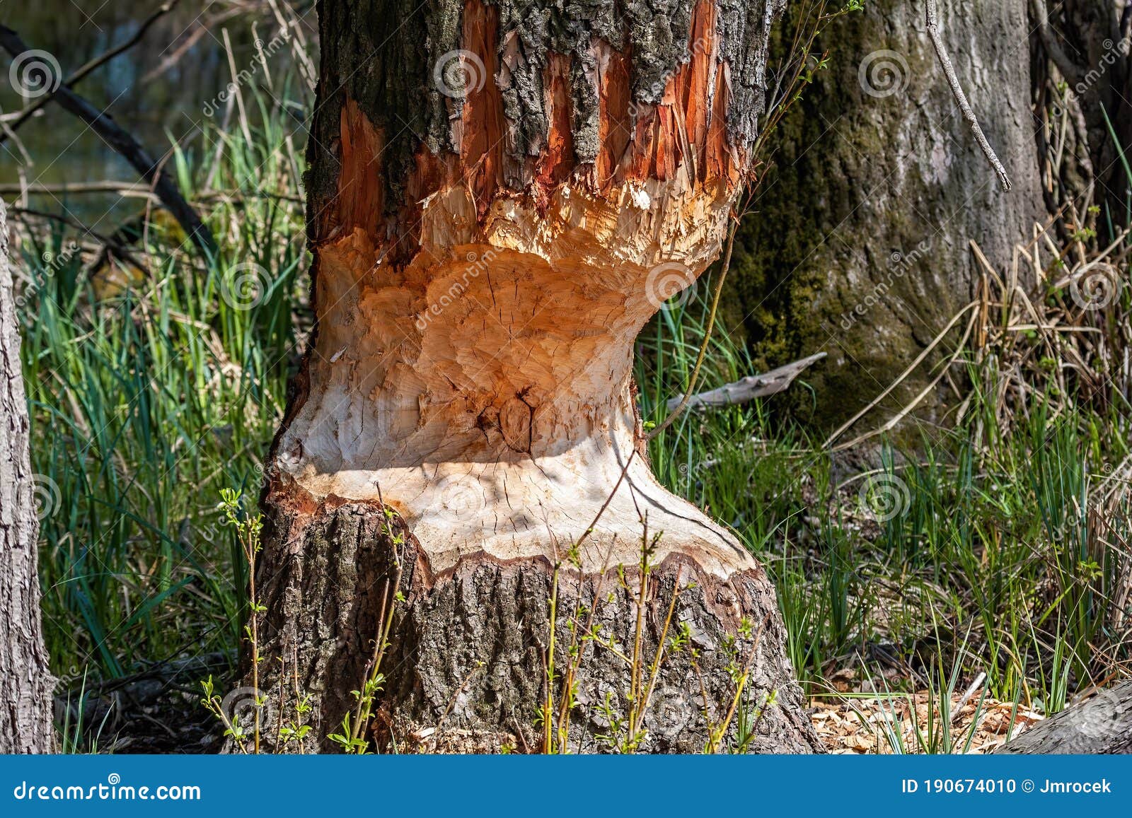 marks afters beaver teeth on a tree trunk in wetland