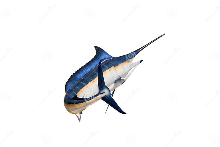 Marlin Swordfish,Sailfish Saltwater Fish (Istiophorus) Isolate Stock