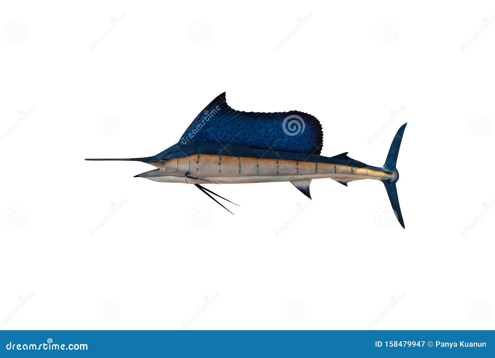 marlin - swordfish,sailfish saltwater fish istiophorus  on white background with clipping path