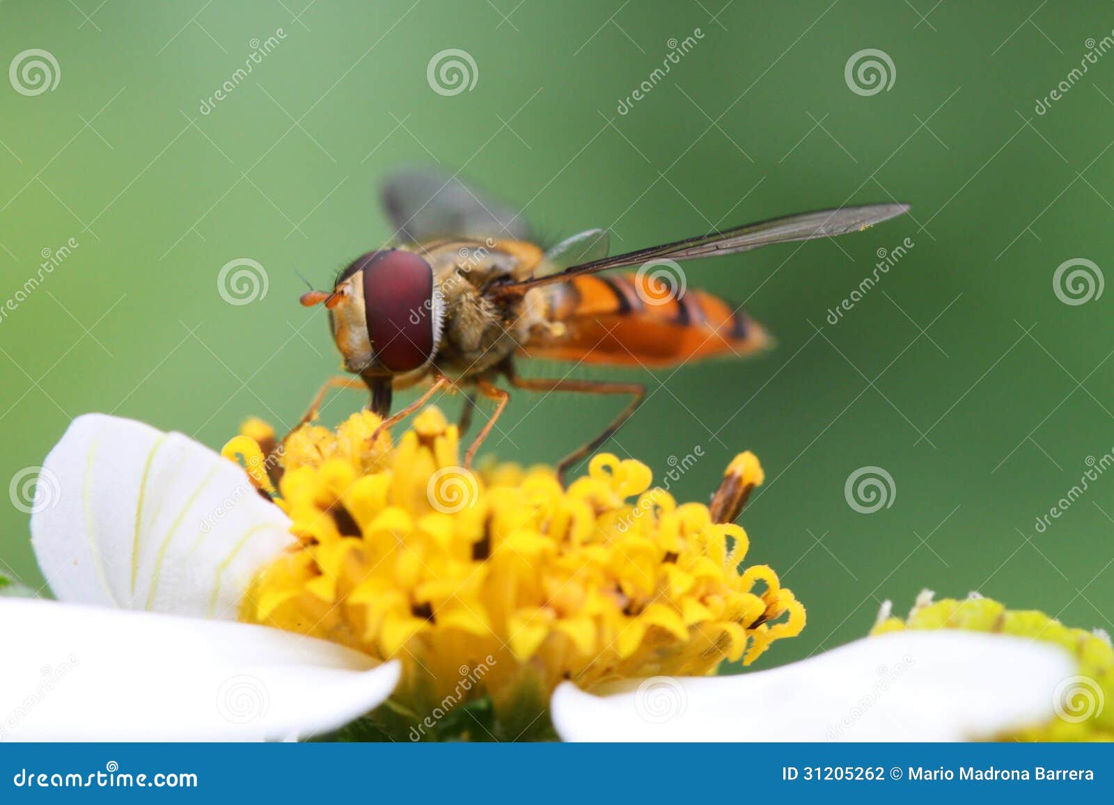Marmalade hoverfly stock photo. Image of episyrphus, house 31205262