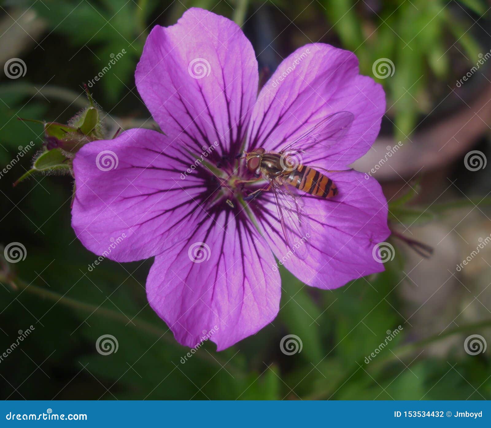 Marmalade Hoverfly on Geranium Flower Stock Photo Image of natural