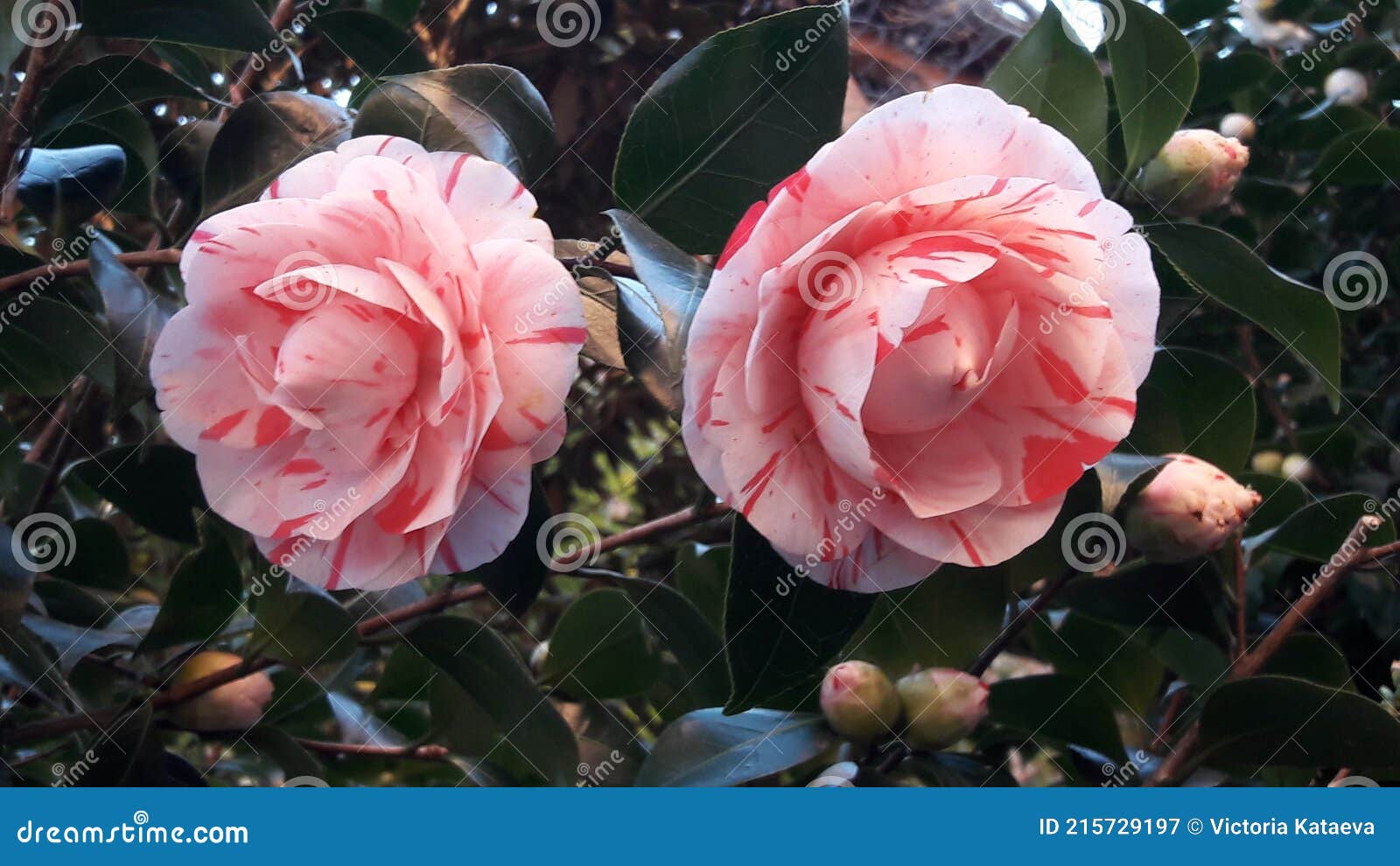 Marmol Rosa Camelia Flores En Un Arbusto Imagen de archivo - Imagen de  pétalos, arbusto: 215729197