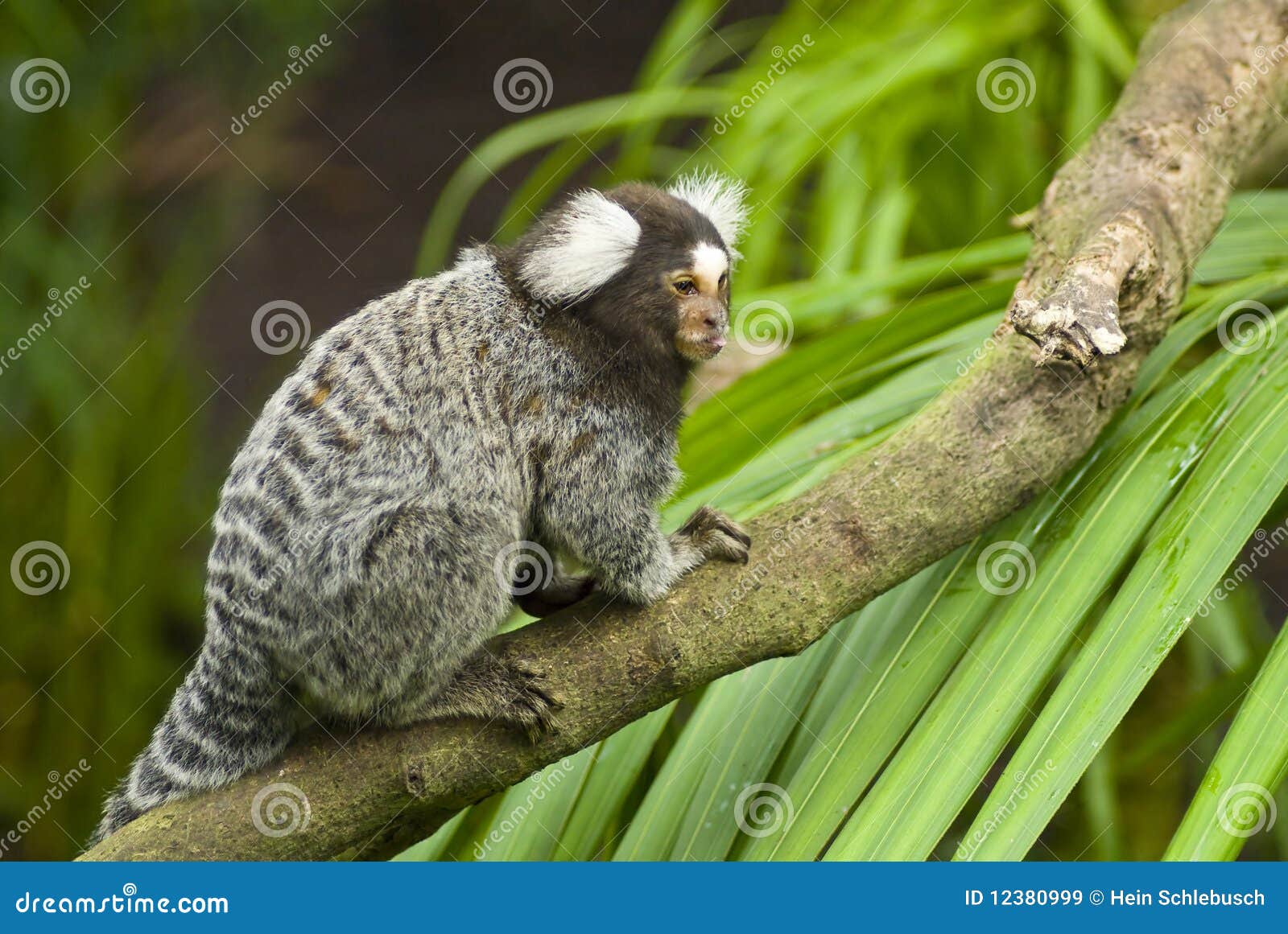 White Marmoset RoyaltyFree Stock Photo 41837589