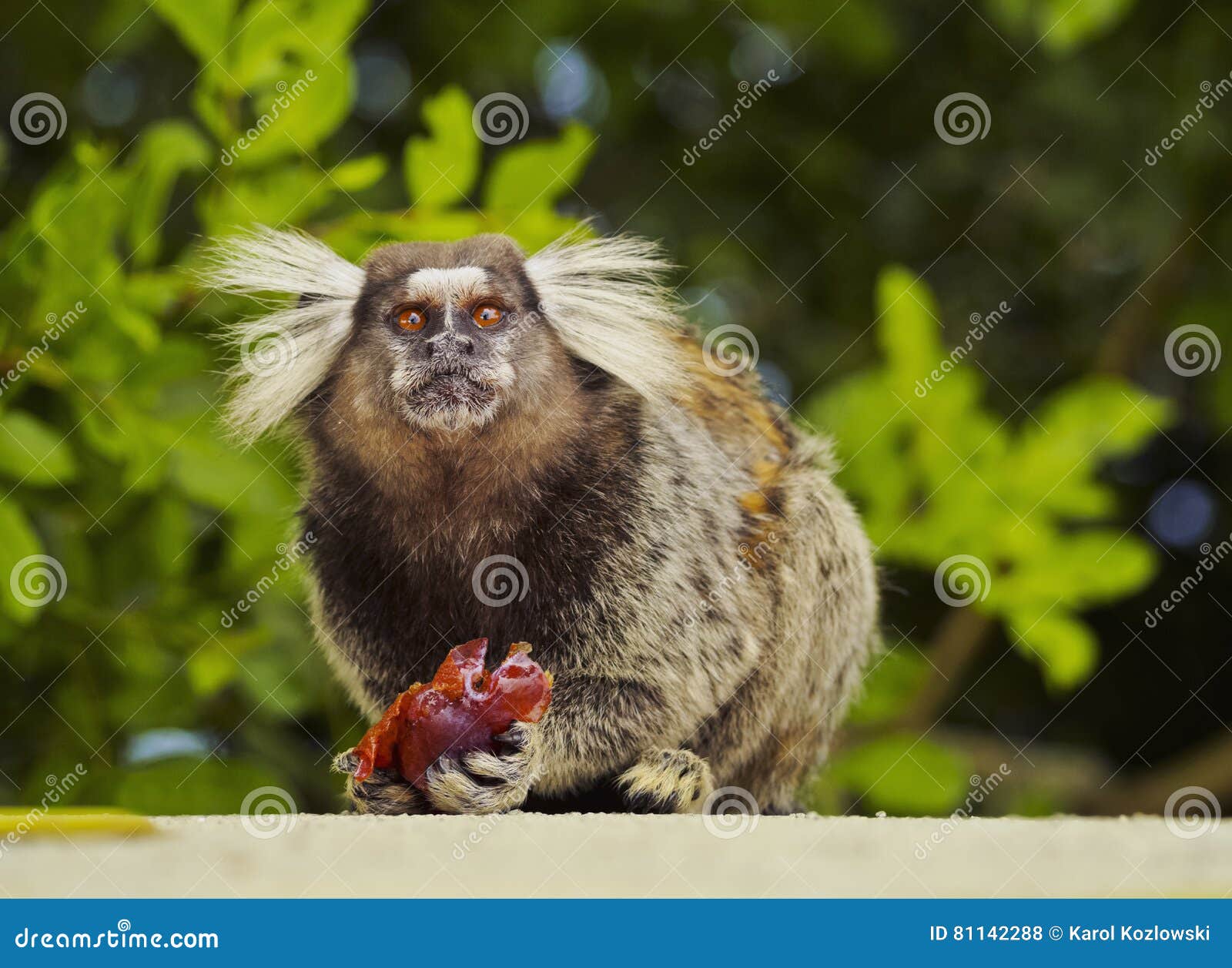 Macaco Sagui Na Floresta Tropical Do Rio De Janeiro Foto de Stock - Imagem  de habitat, exterior: 255482272