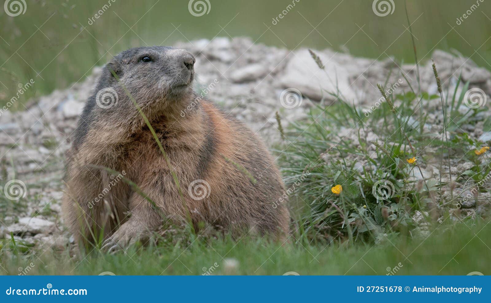 De marmot kijkt uit zijn hol. Het wild in Zwitserland (Zwitserse Alpen).