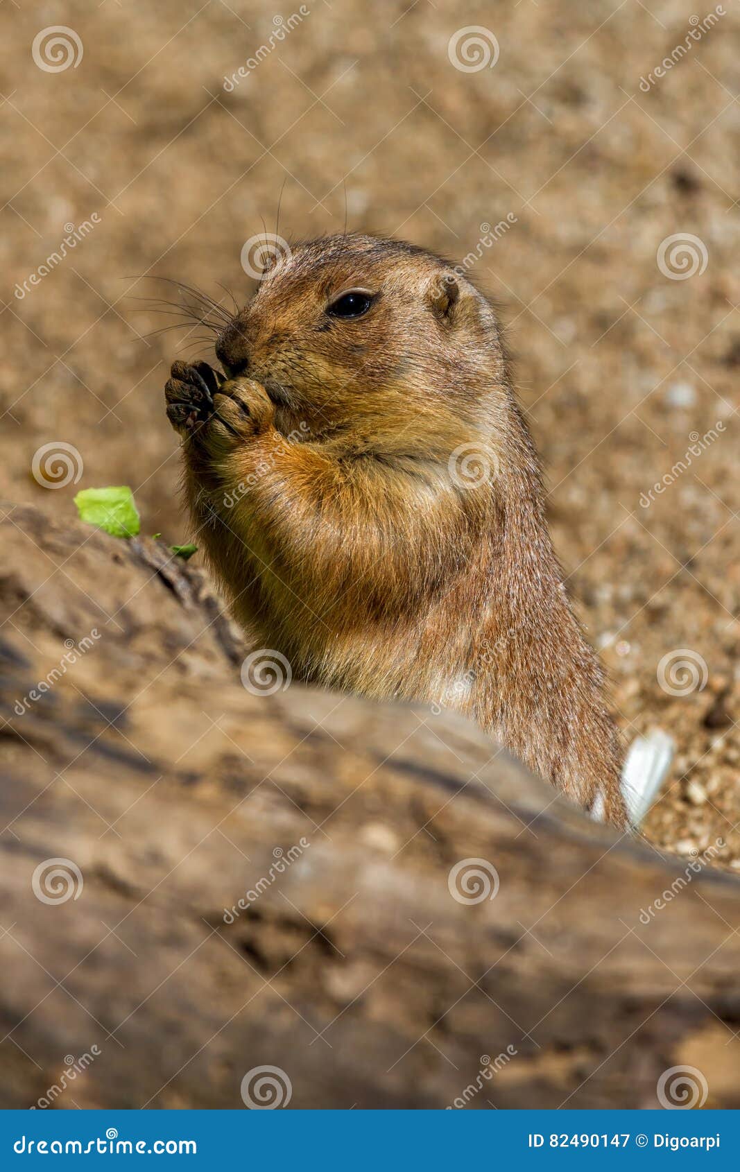Marmot Eating Something Green Leaf Stock Image Image of feed, ground