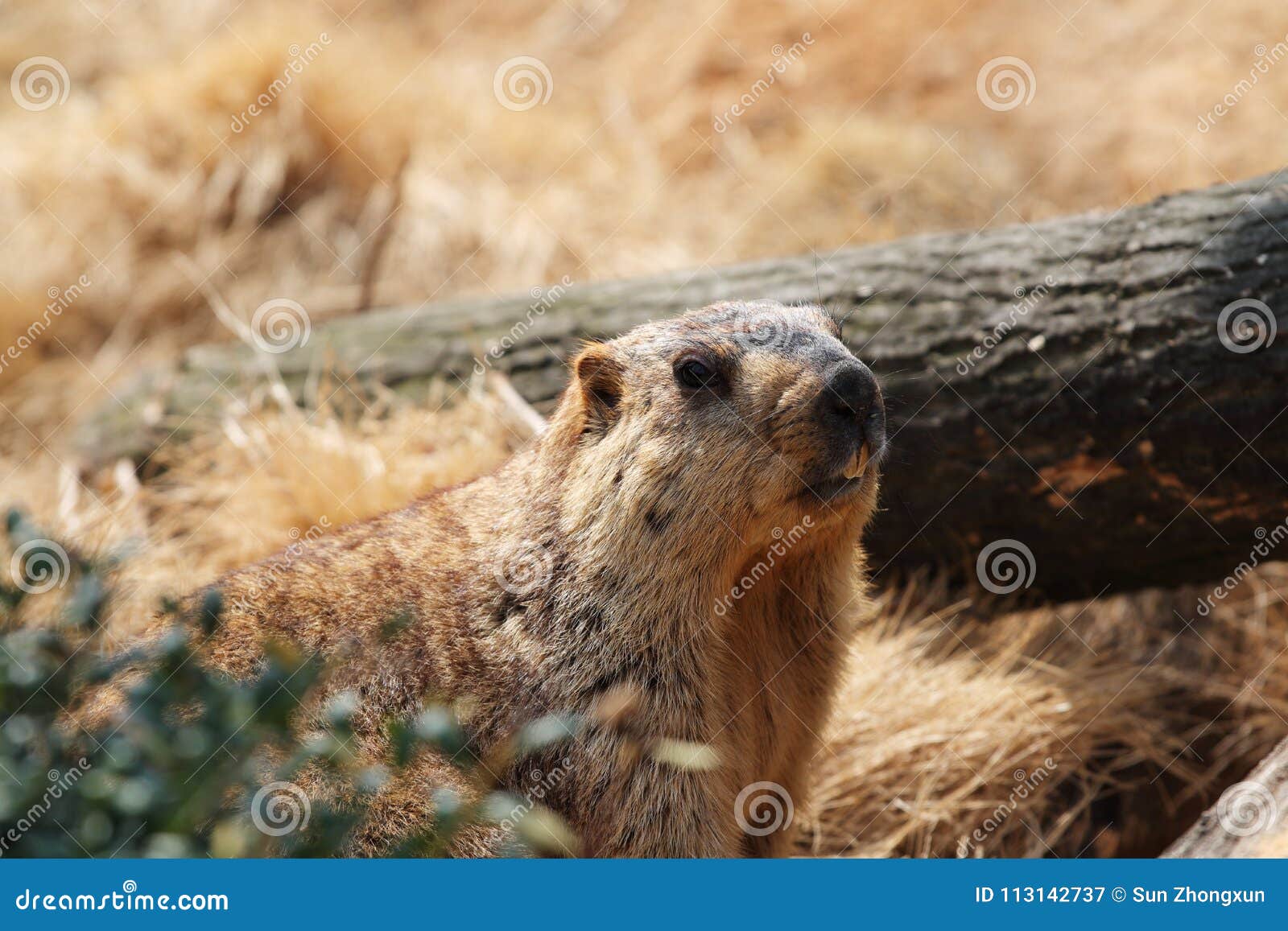 397 Hibernating Animal Stock Photos - Free & Royalty-Free Stock Photos from  Dreamstime