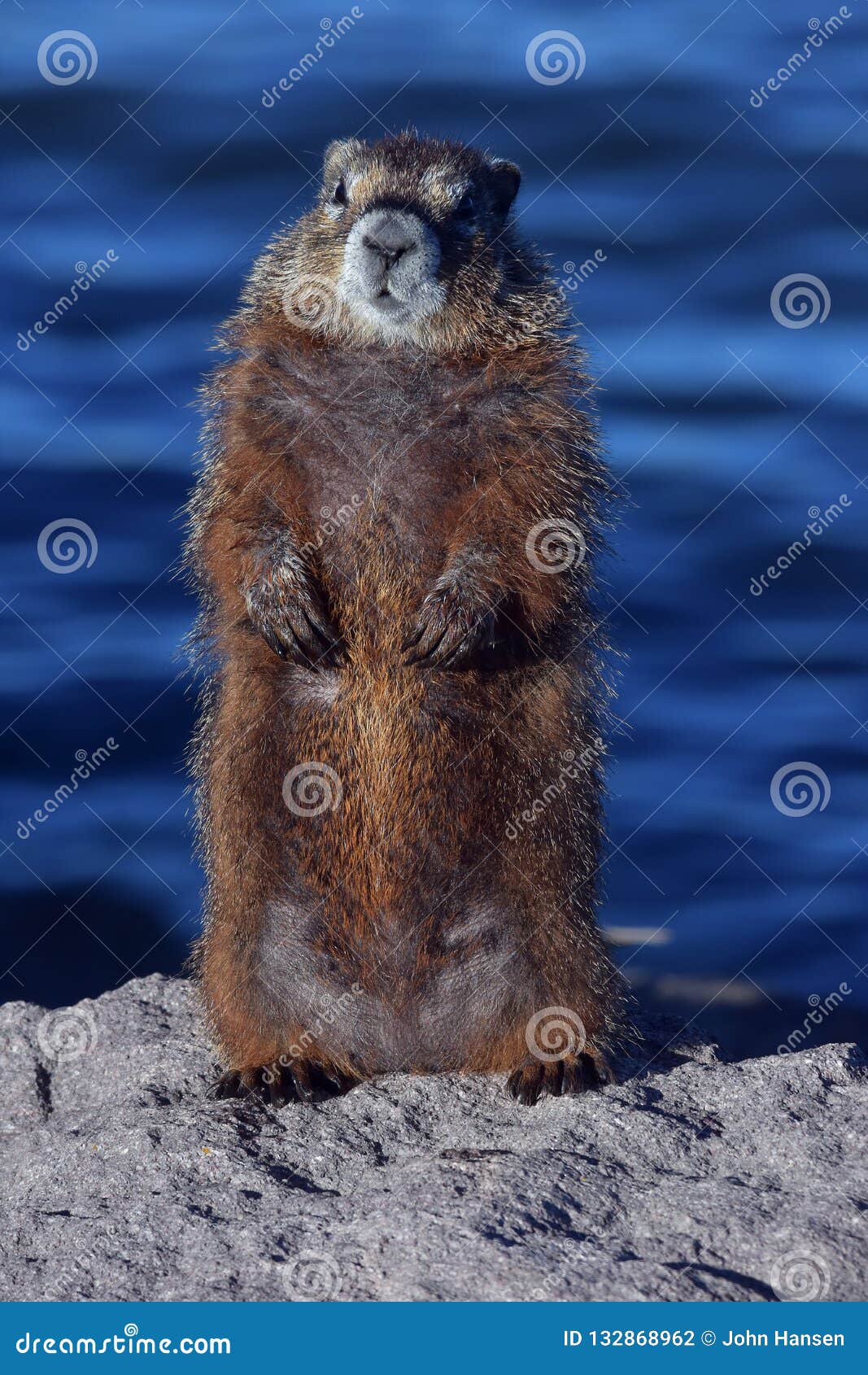 Marmot on guard duty. A hoary marmot stands on the rocks guarding the area in front of the blue of a lake