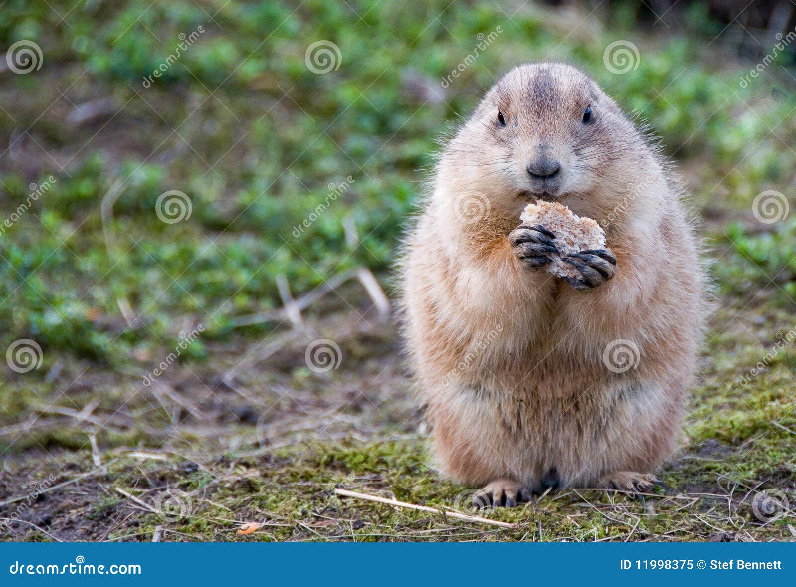 Um fim acima de uma marmota