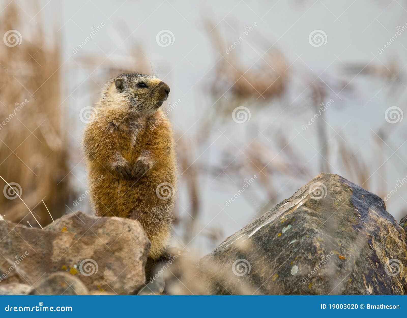 Marmota canosa #1. La marmota canosa (caligata del Marmota) es una ardilla grande, fornida esa vive en afloramientos rocosos cerca de prados herbosos
