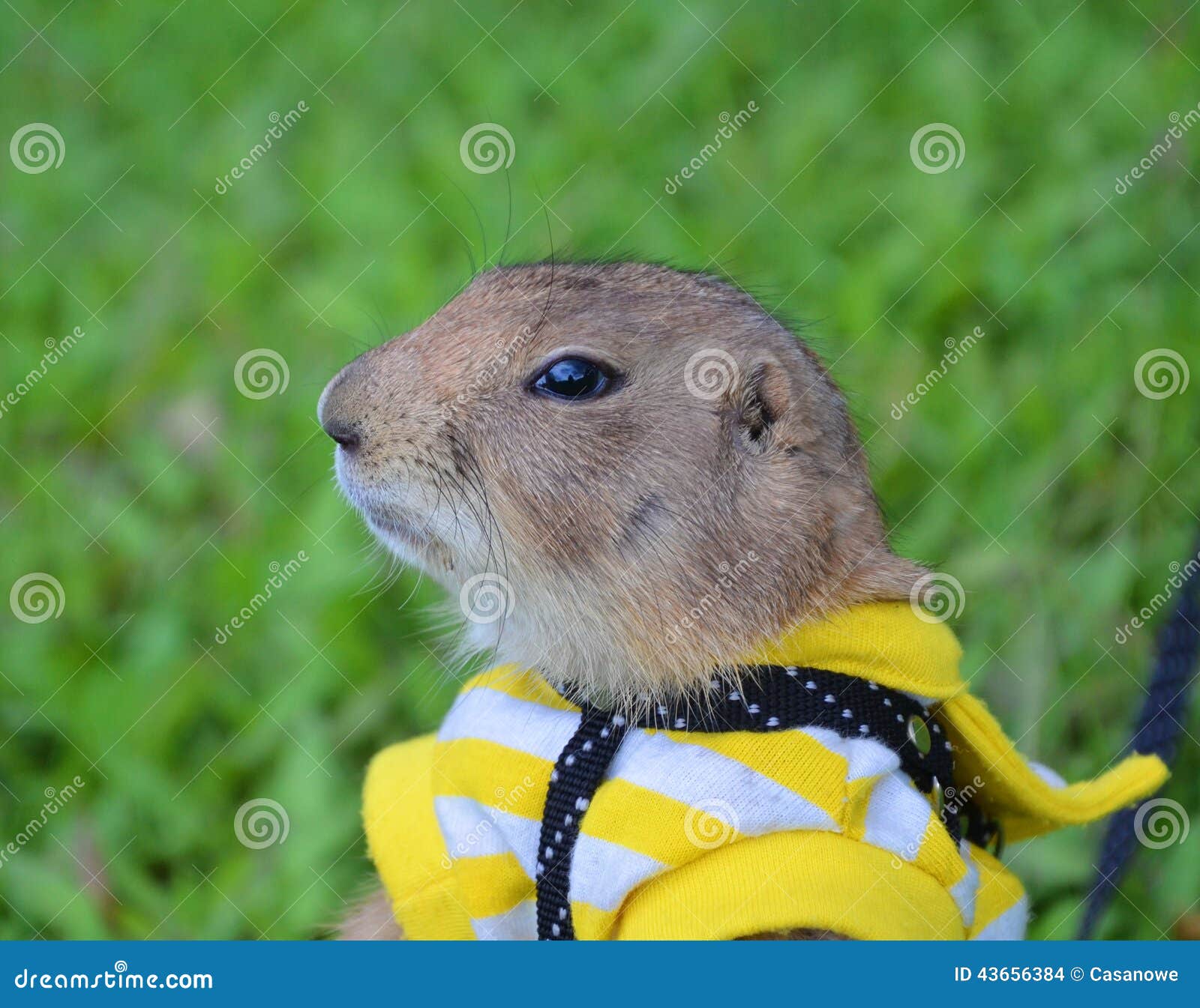 Marmotta Su Prato Inglese Di Estate Fotografia Stock Immagine Di Felled Prato