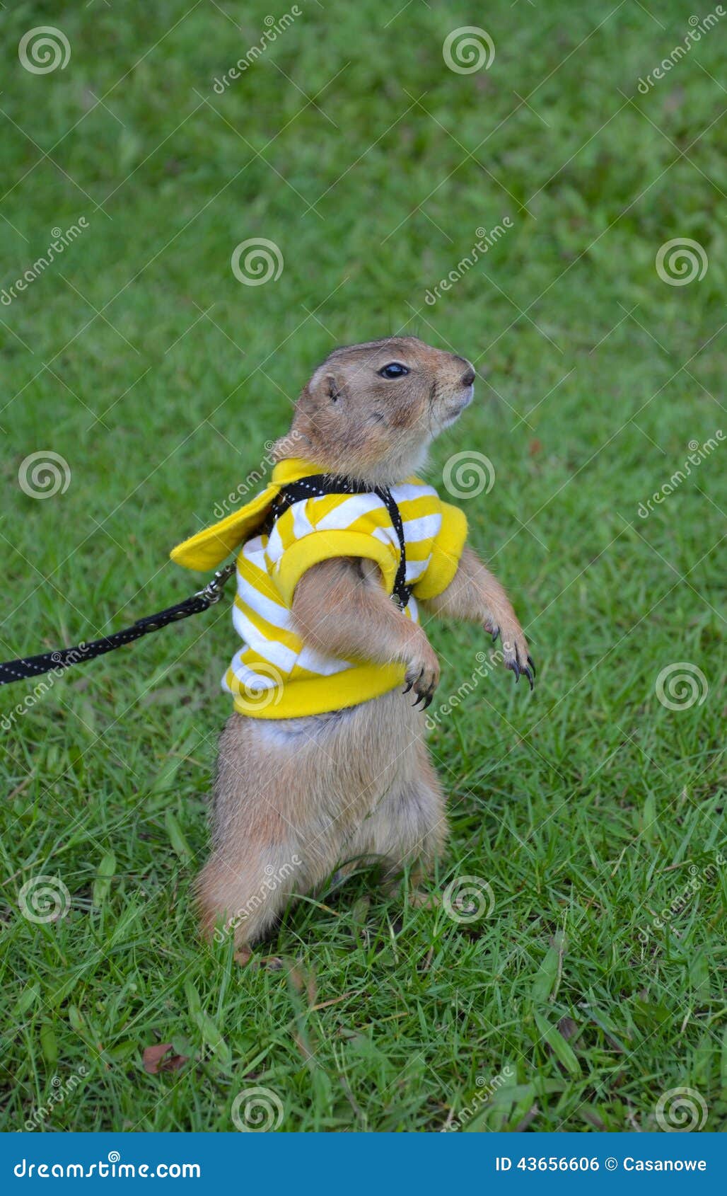 Marmotta Su Prato Inglese Di Estate Fotografia Stock Immagine Di Fotographia Grande